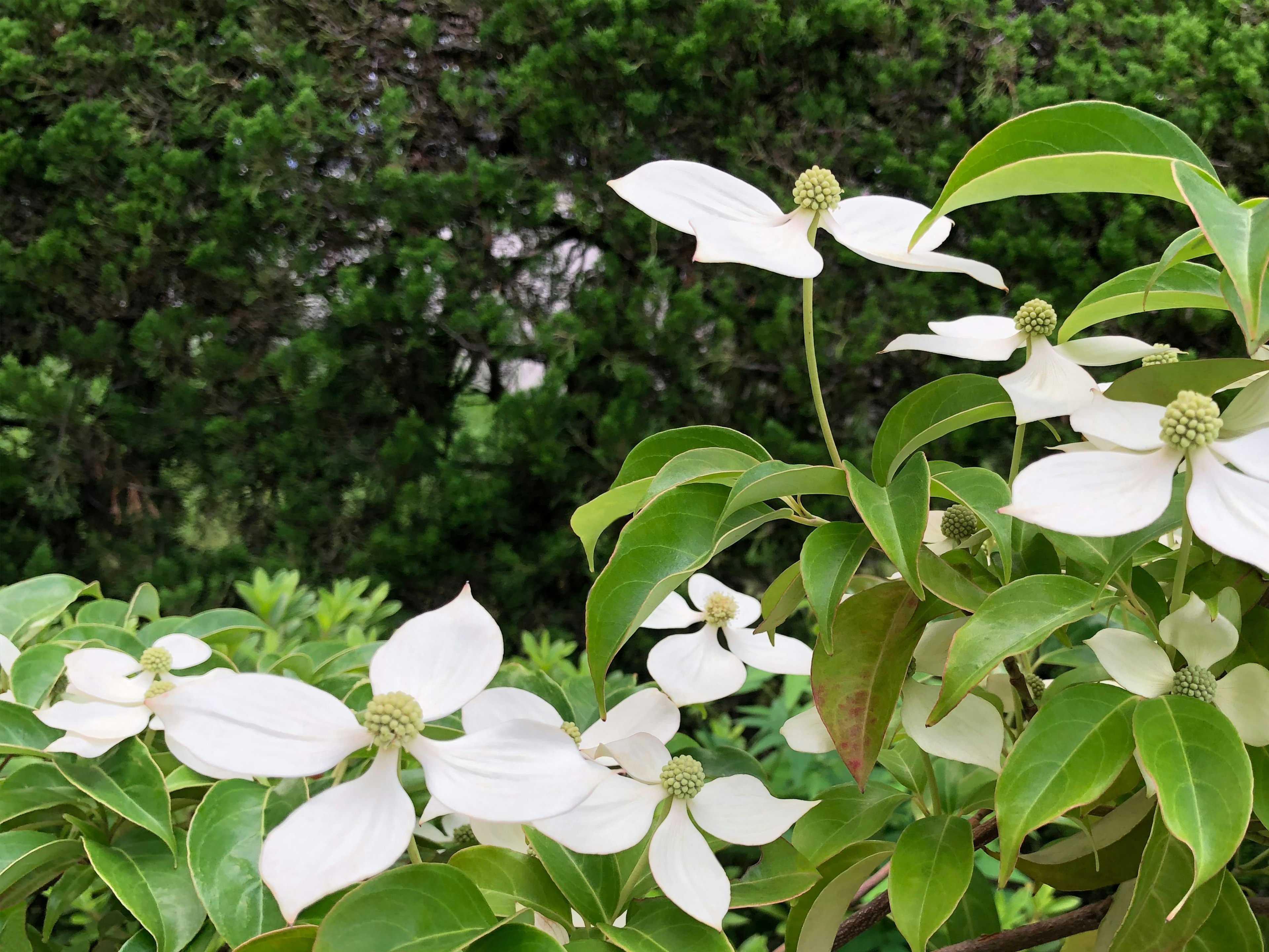 Branches d'un arbre avec des fleurs blanches et des feuilles vertes sur un fond vert flou