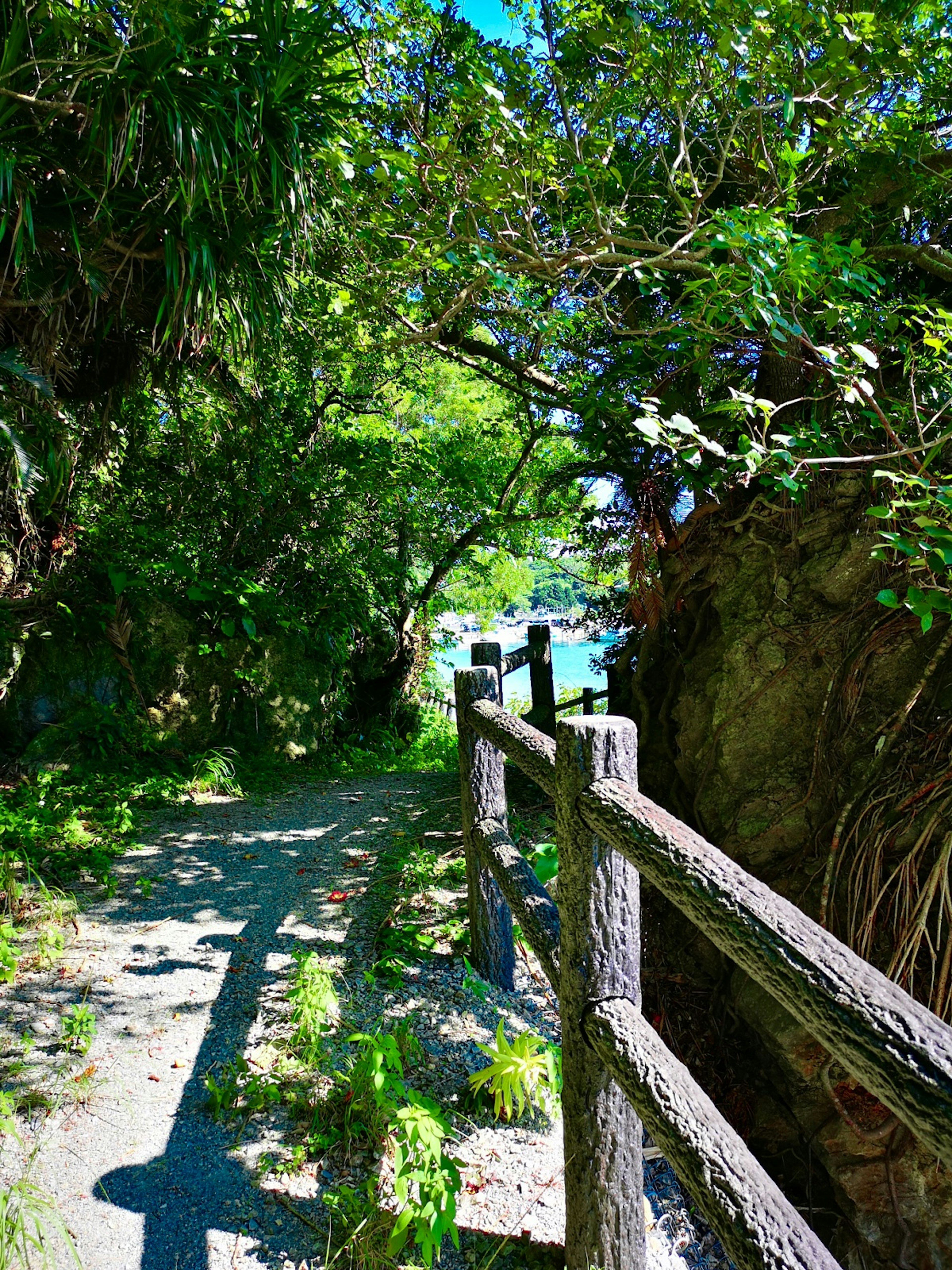 Sentier entouré de verdure luxuriante et de clôture en bois