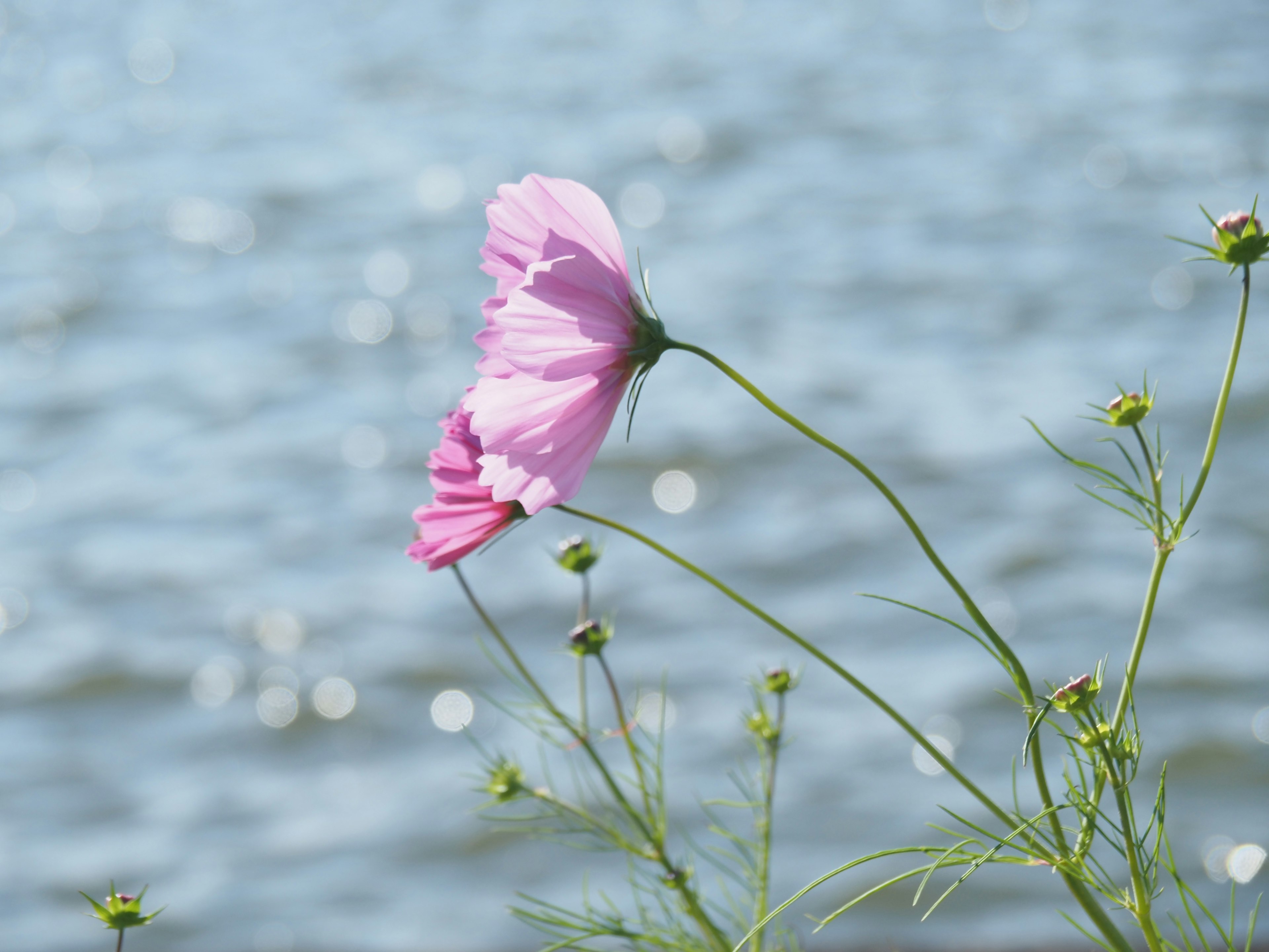 Rosa Kosmee blüht am Wasser mit verschwommenem Hintergrund der Oberfläche