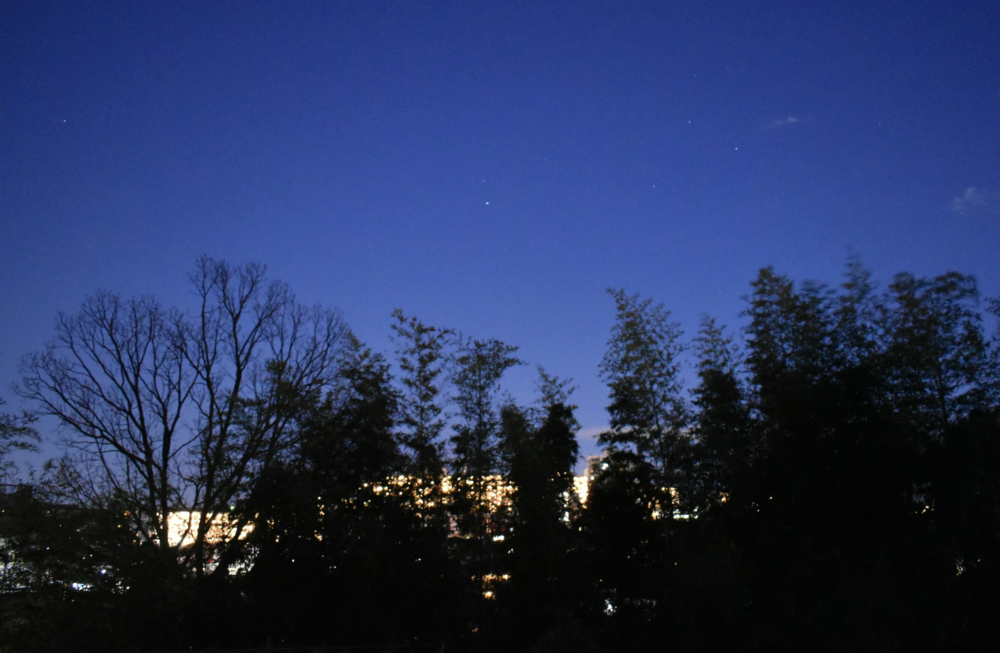 Siluetas de árboles y bambú contra un cielo nocturno