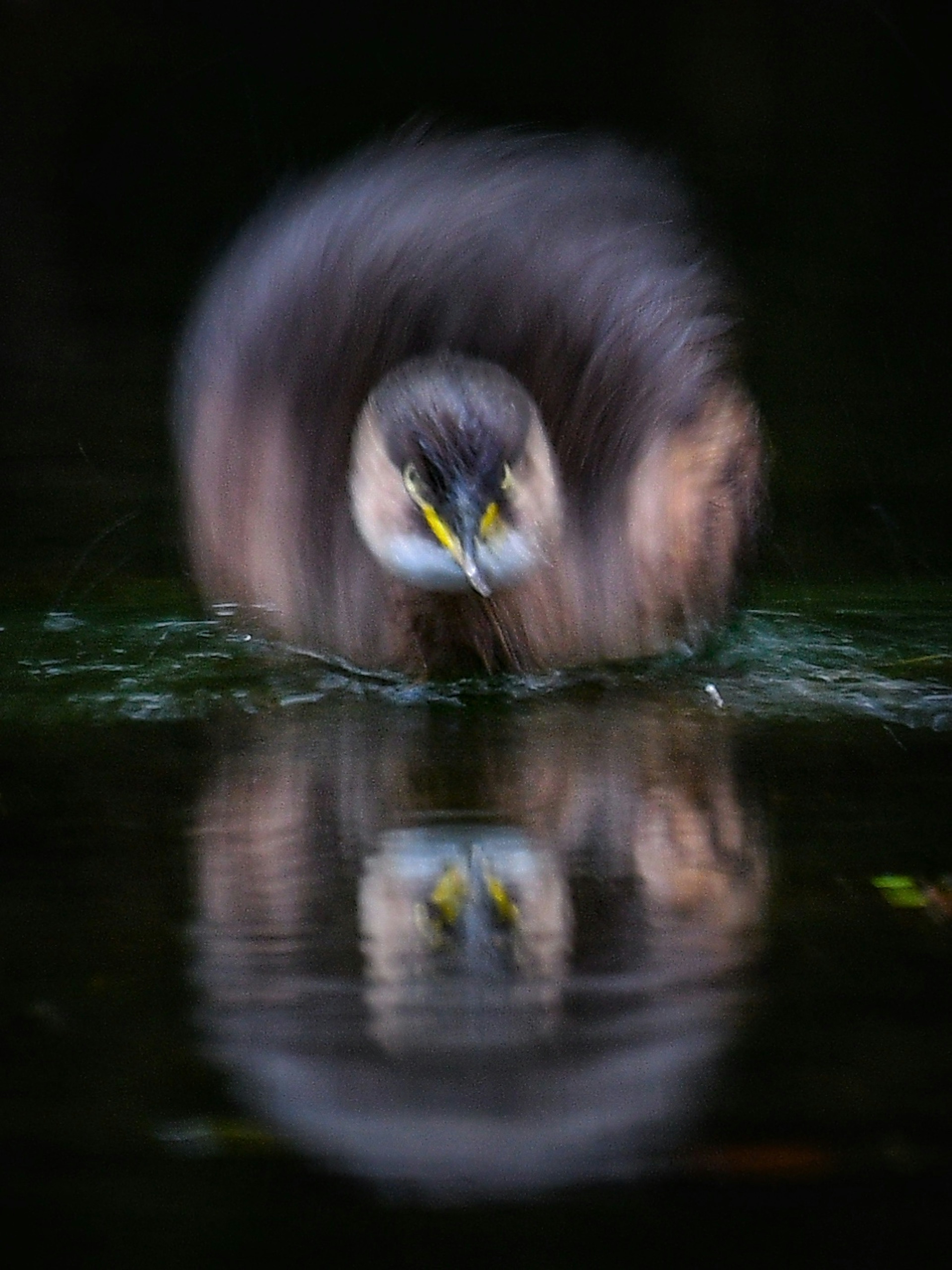 Bild, das die Bewegung und Reflexion eines Tieres zeigt, das auf Wasser spritzt