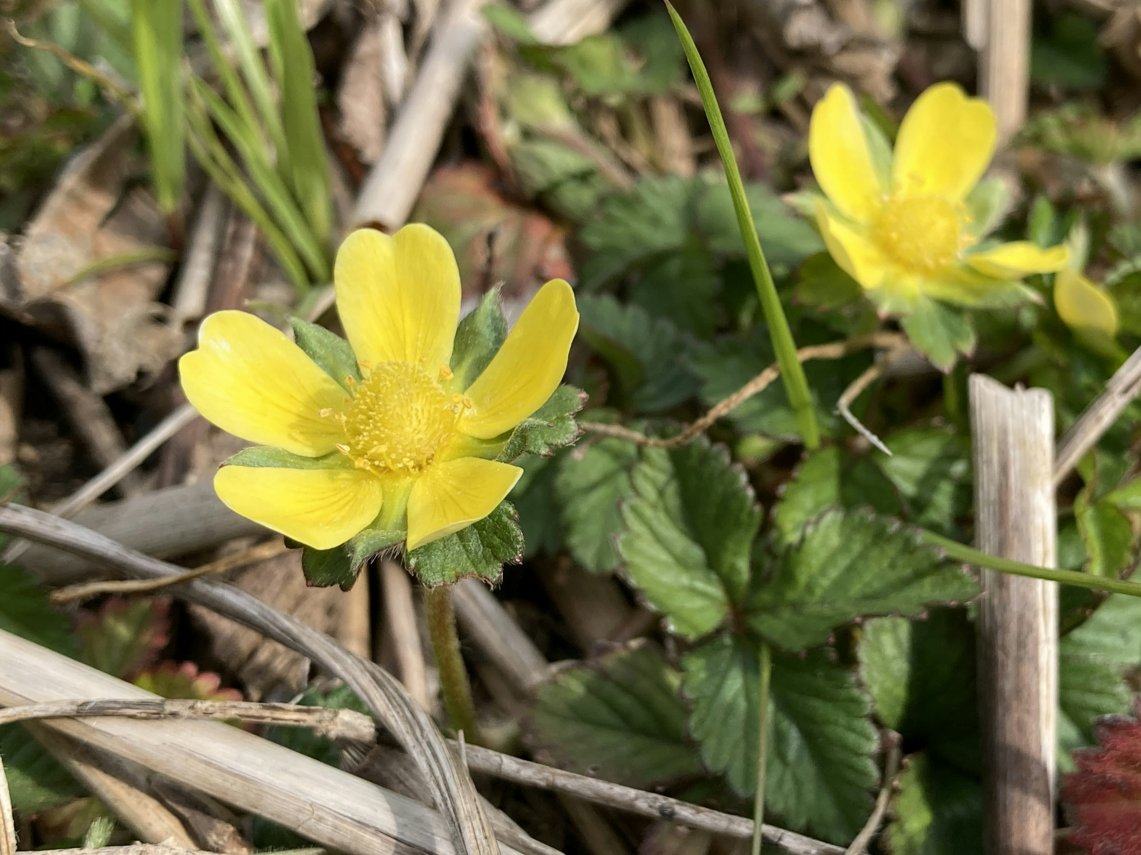 Two yellow flowers with green leaves growing on the ground