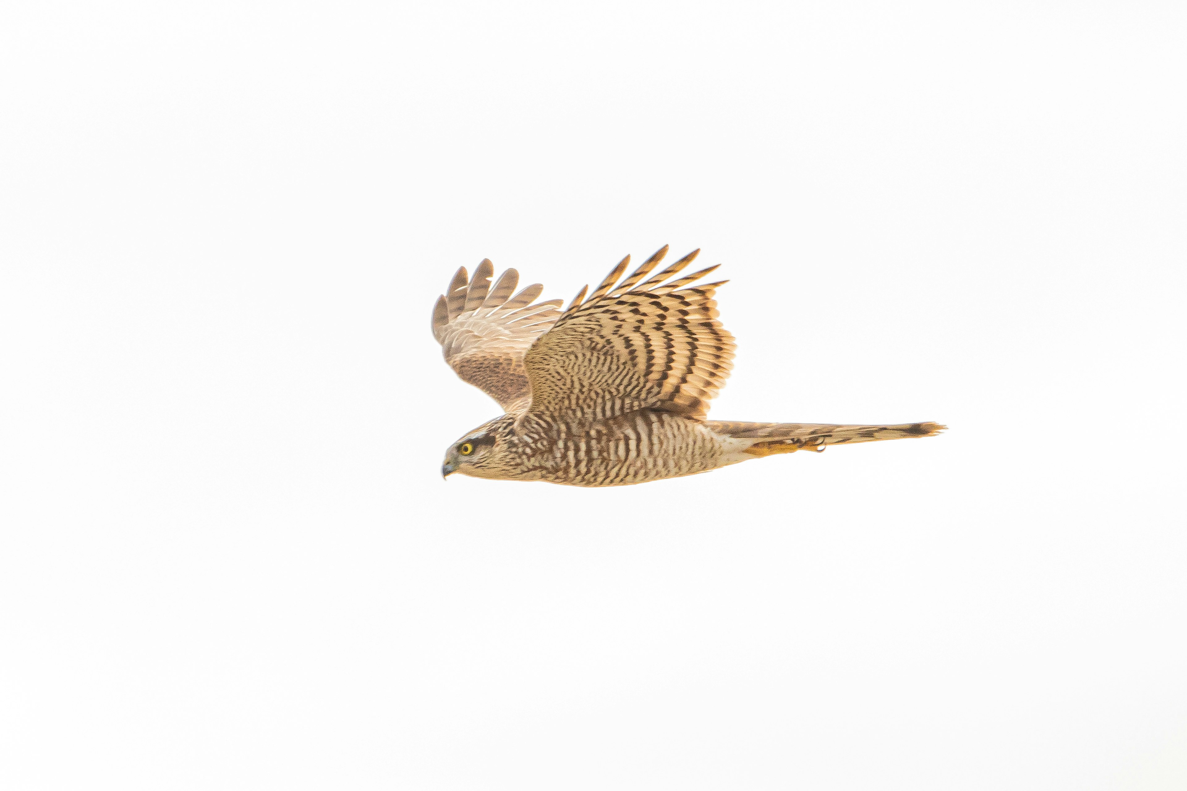 A bird in flight with spread wings against a white background