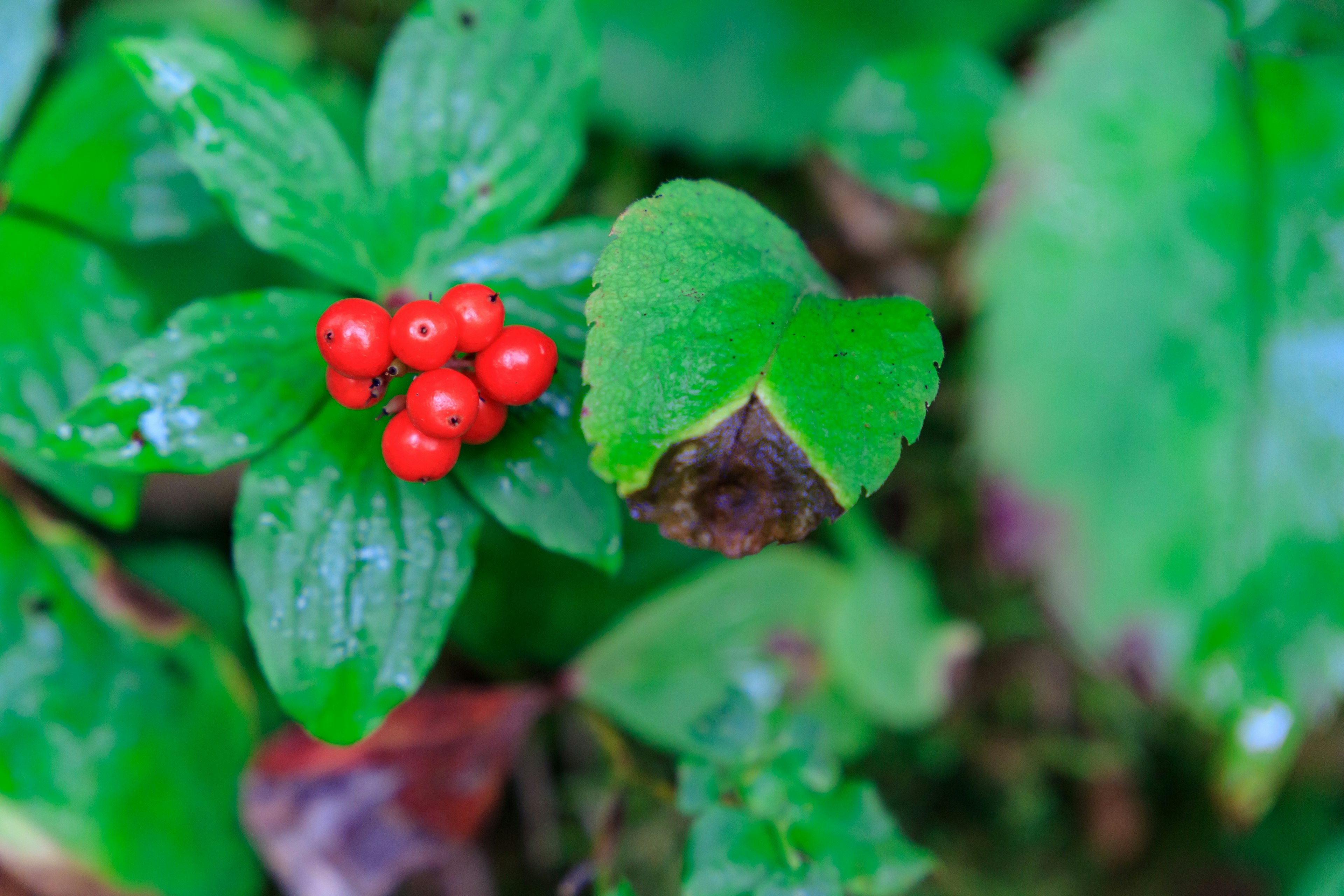 Primer plano de una planta con bayas rojas entre hojas verdes