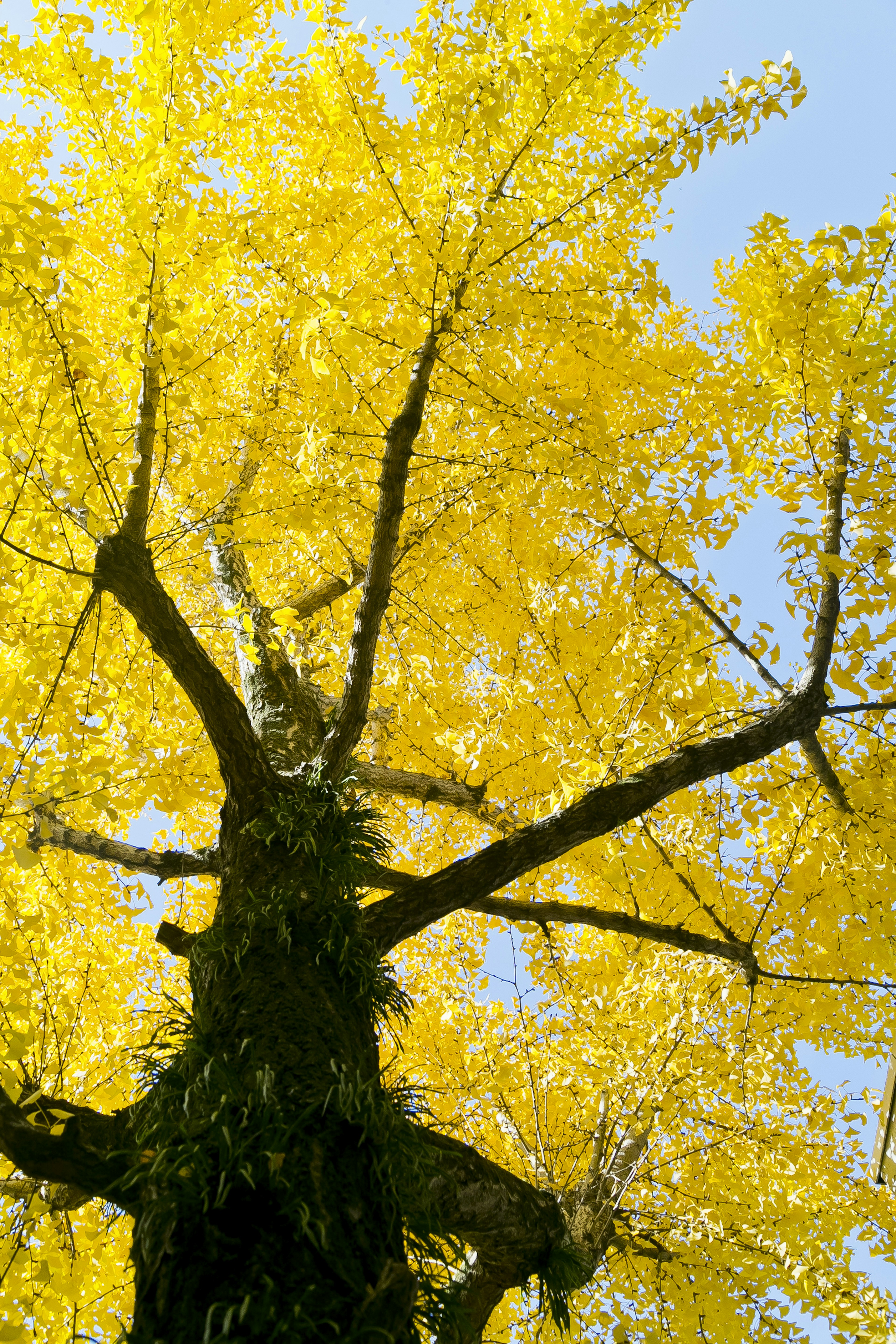 Pandangan ke atas pohon ginkgo dengan daun kuning cerah