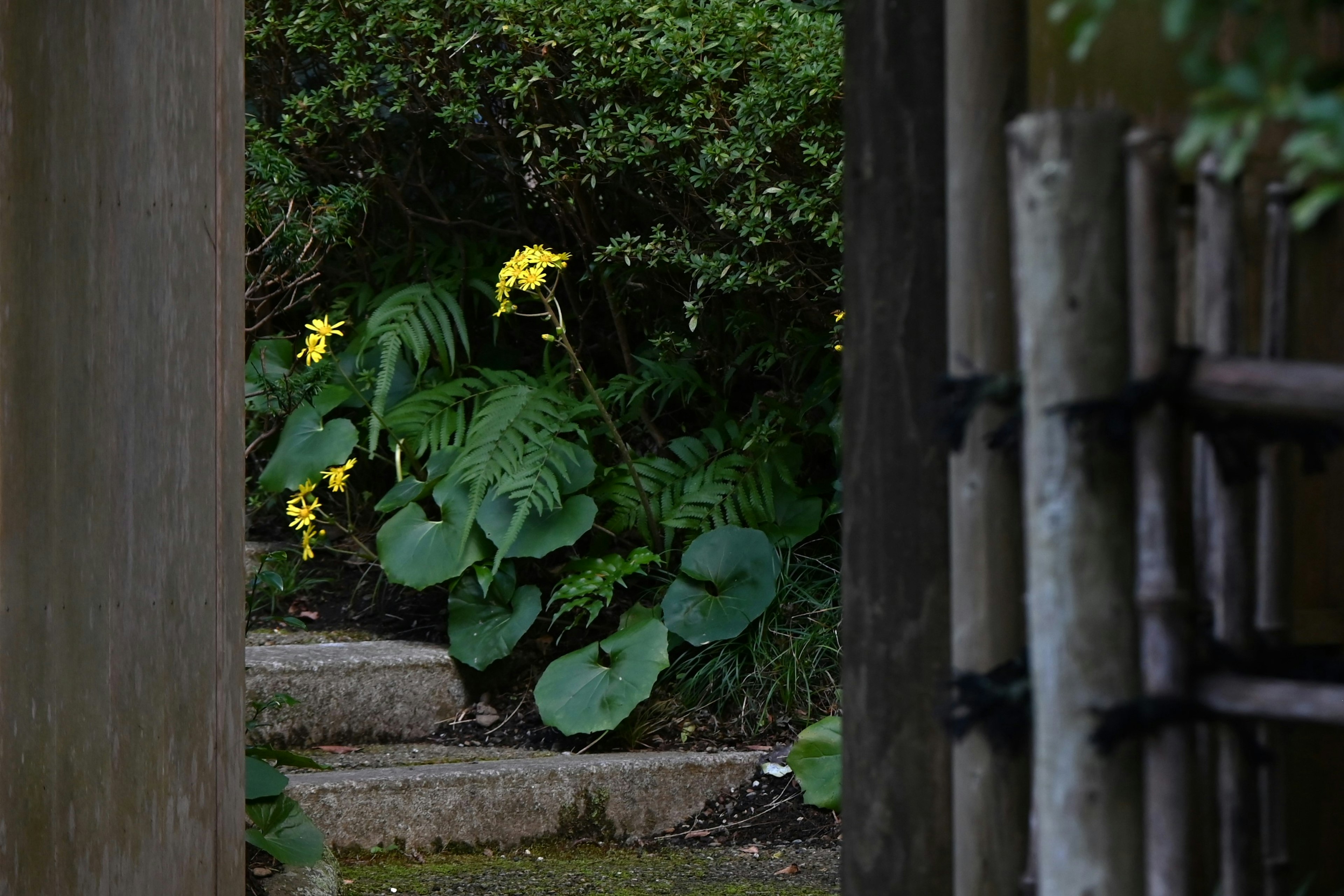 Entrée d'un jardin avec des marches en pierre et des plantes vertes luxuriantes