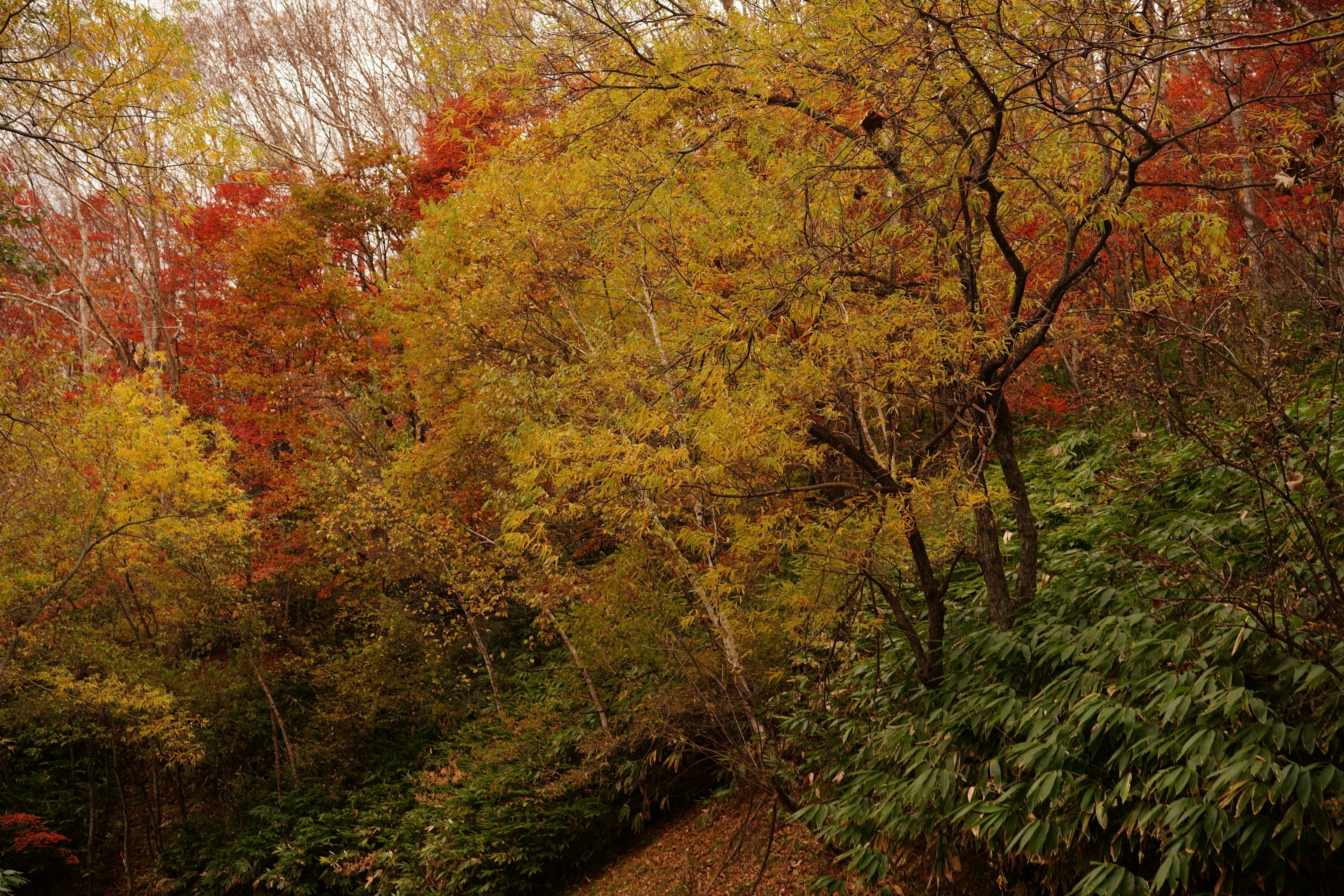 秋の色合いに染まった木々と緑の葉のコントラストが美しい風景