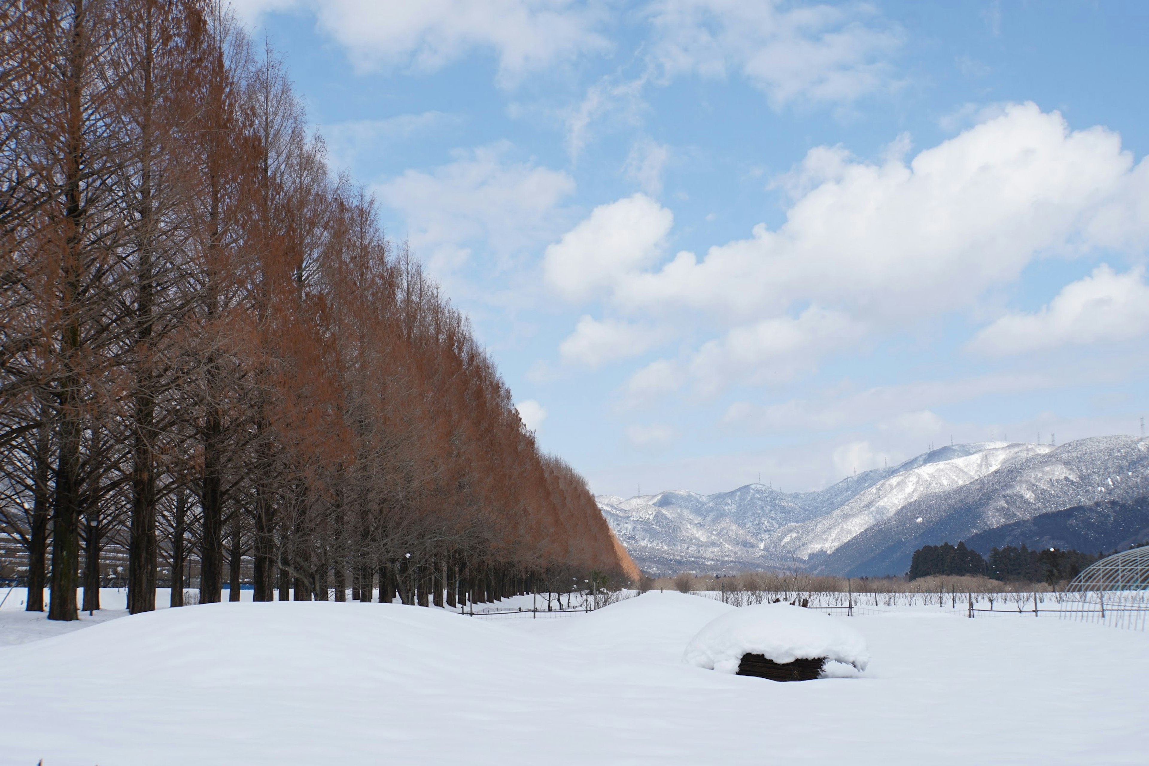 美麗的冬季風景，雪覆蓋的地面和樹木排成行，背景是山脈