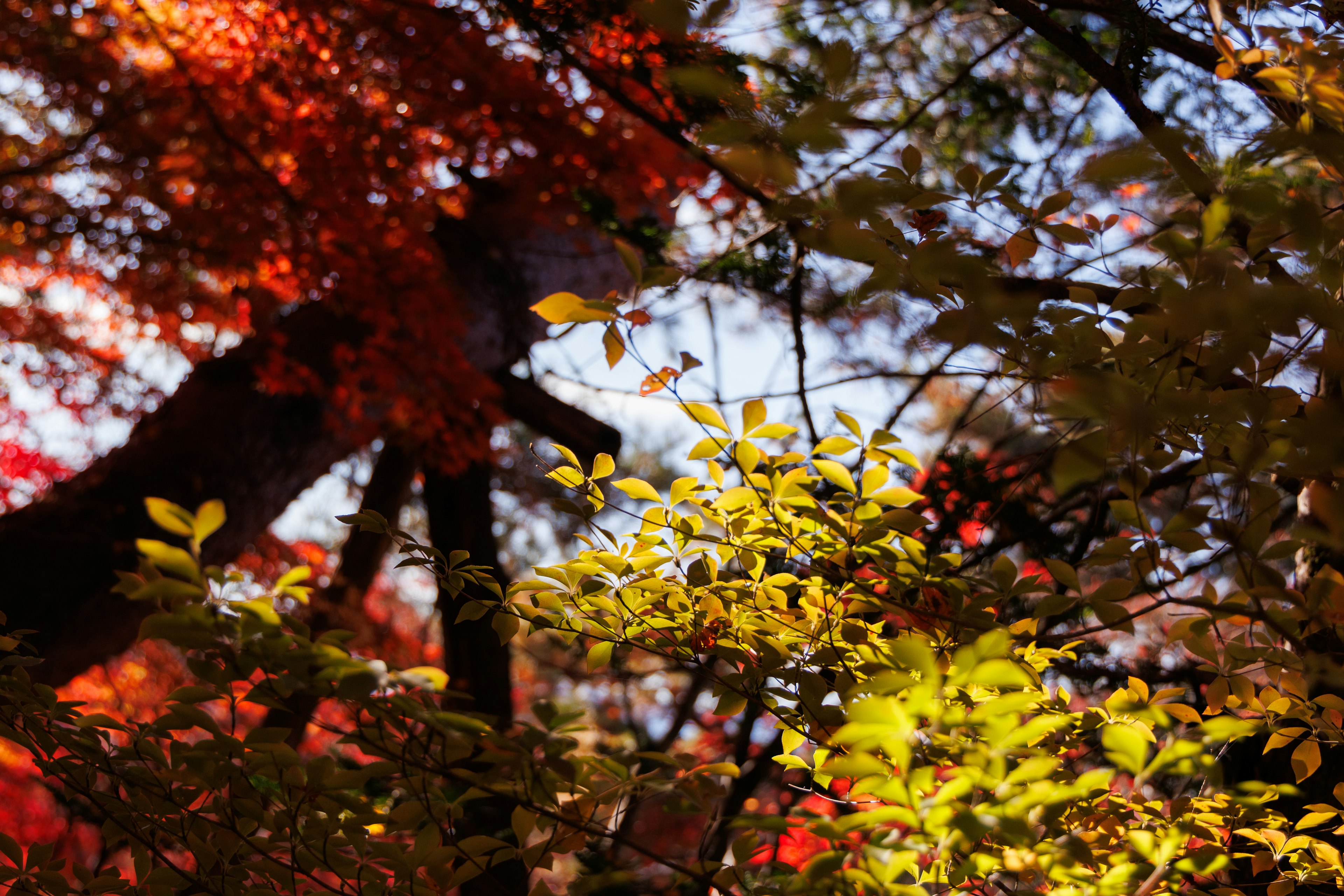 Colorful autumn leaves in a lush forest scene