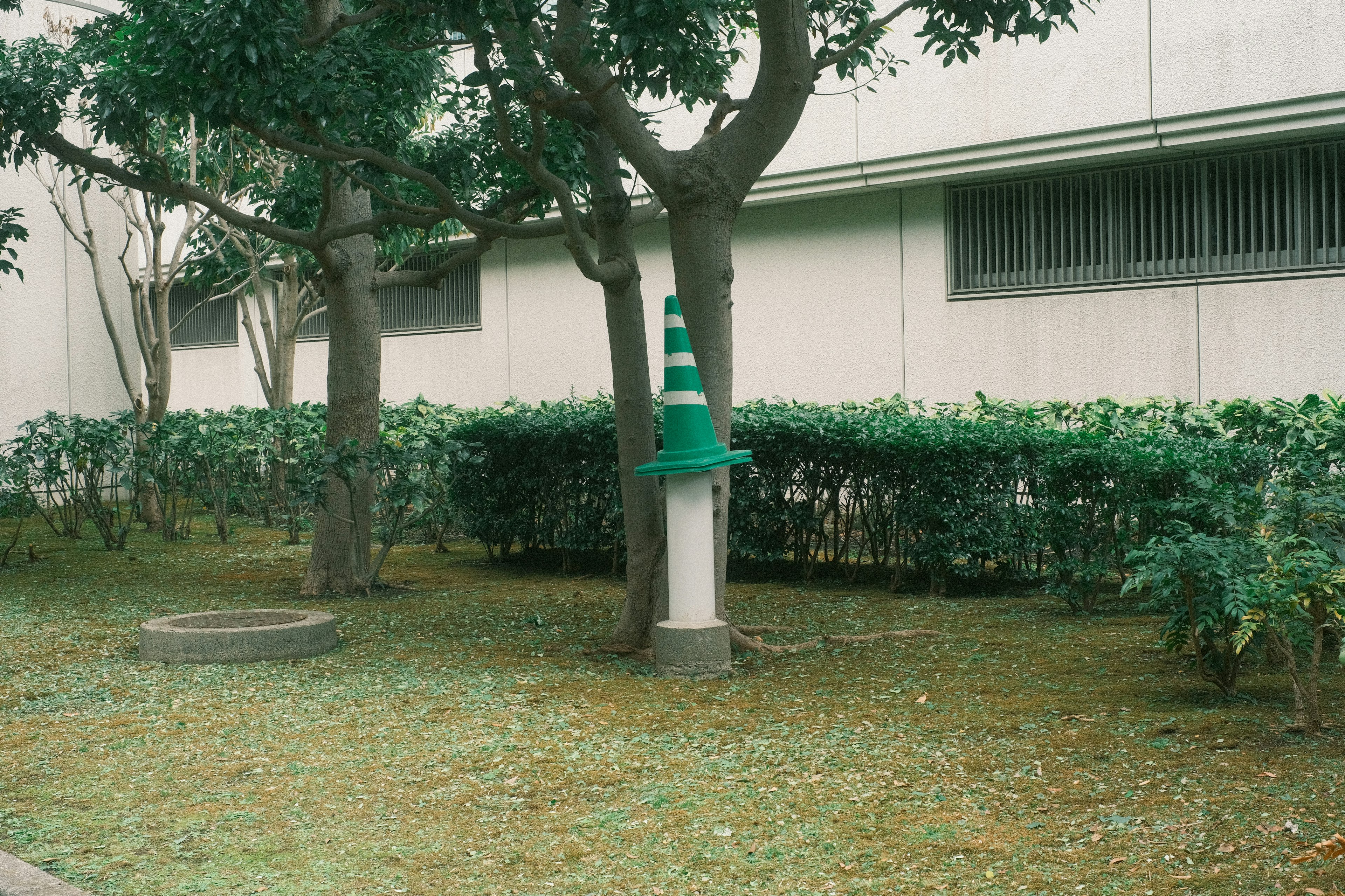 緑のコーンが木の近くに立っている公園の風景