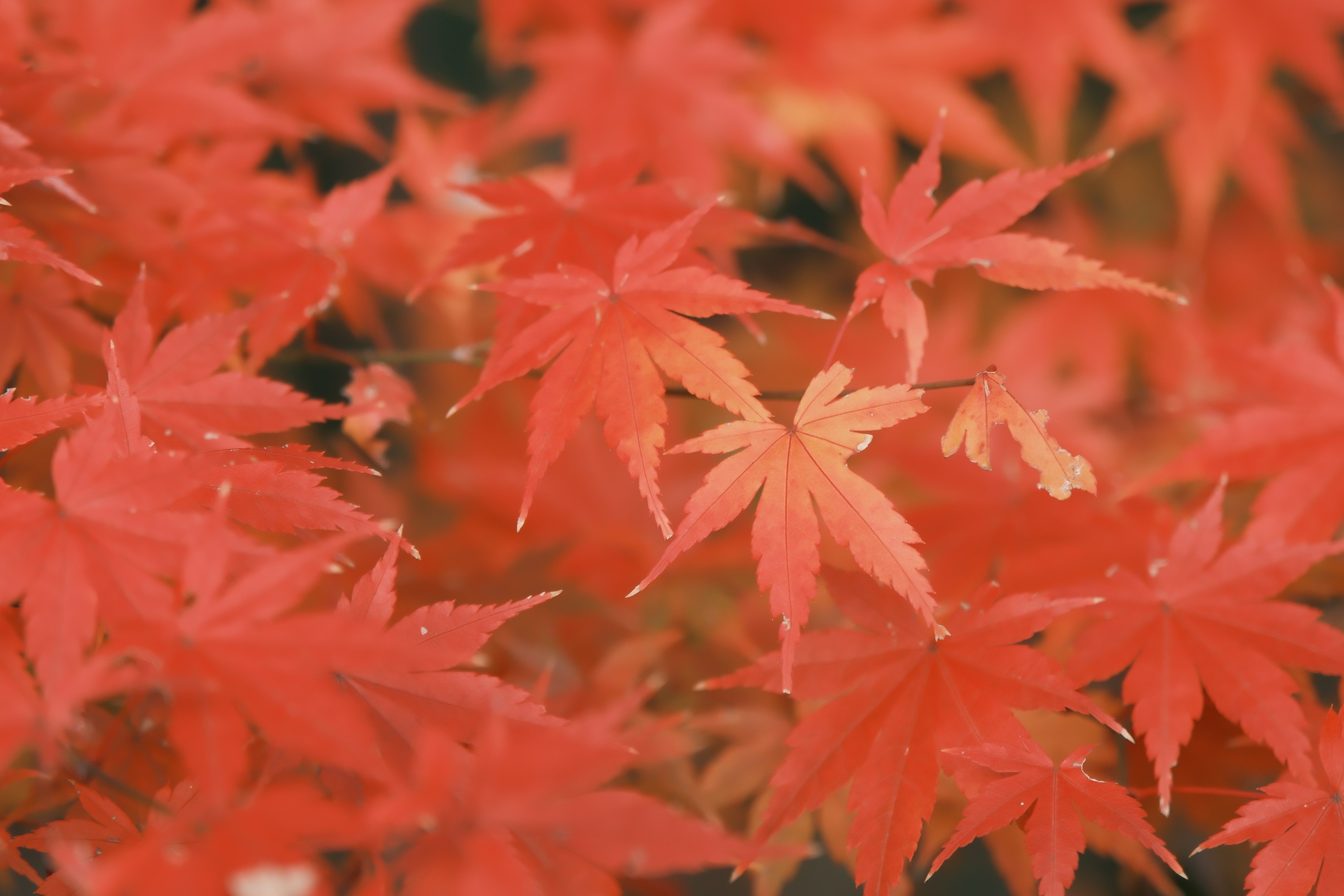 Cluster of red maple leaves