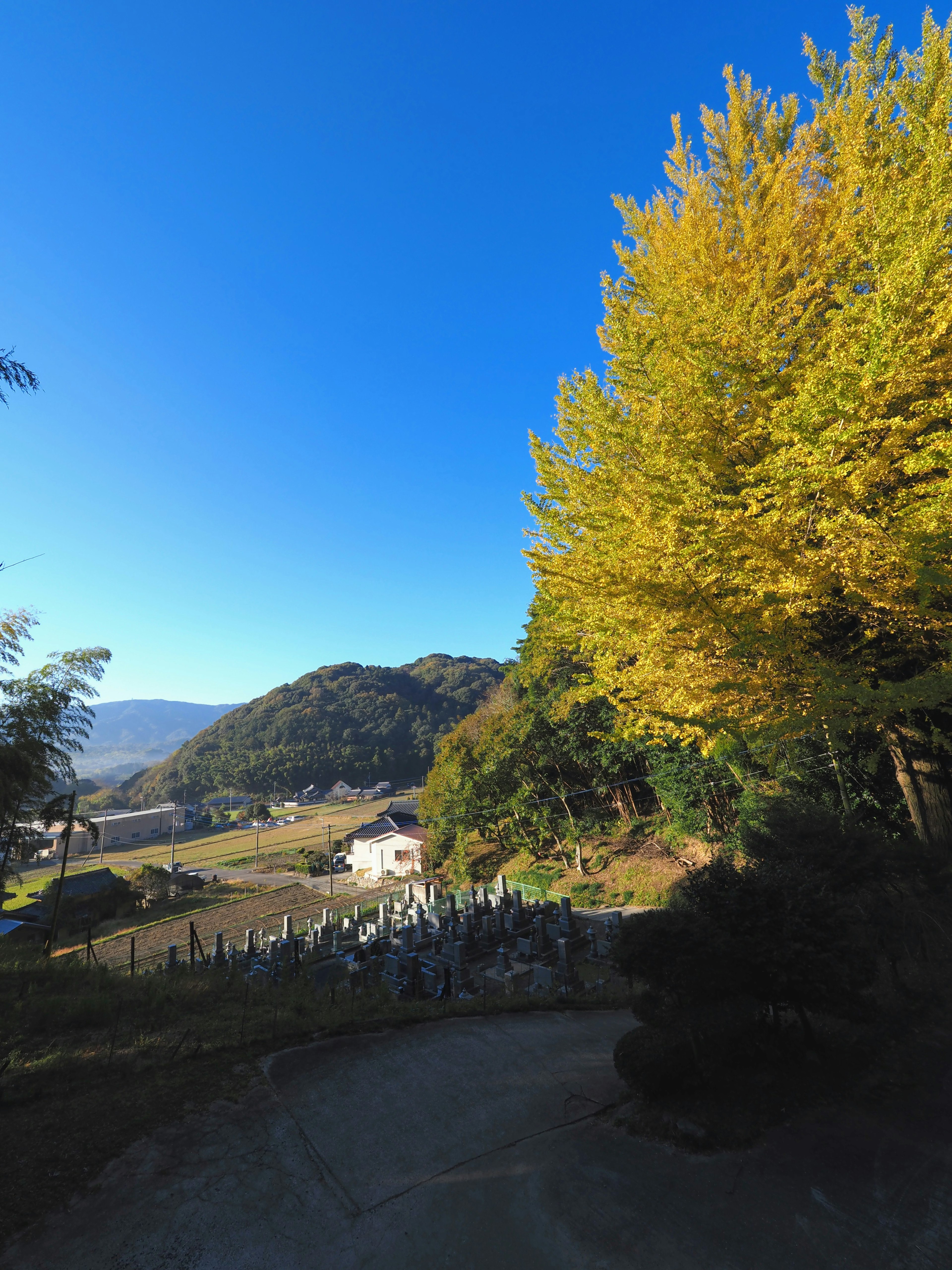 青い空と黄色い木々の風景　山と墓地が見える