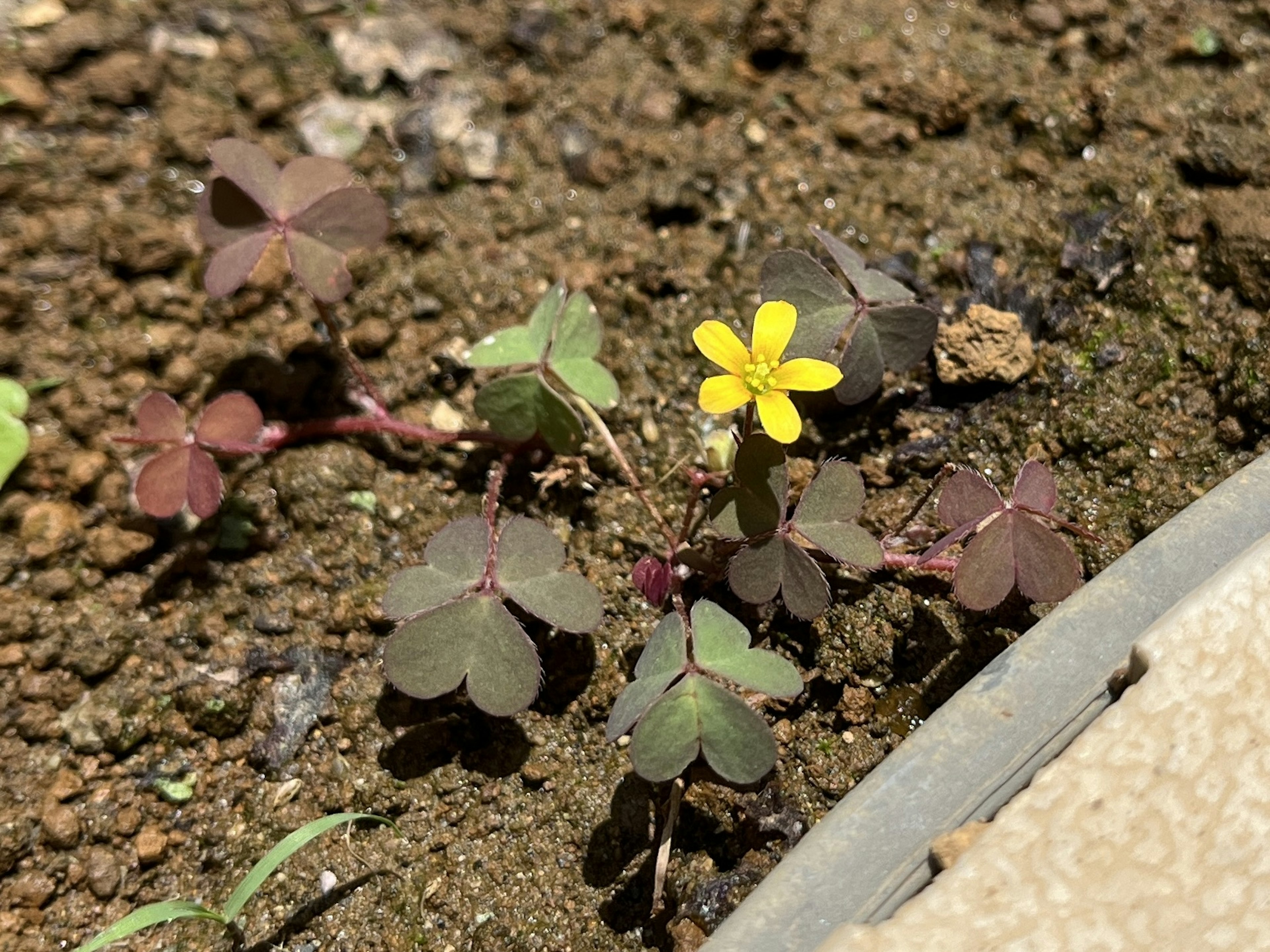 土の中に黄色い花を持つ小さな植物が生えている