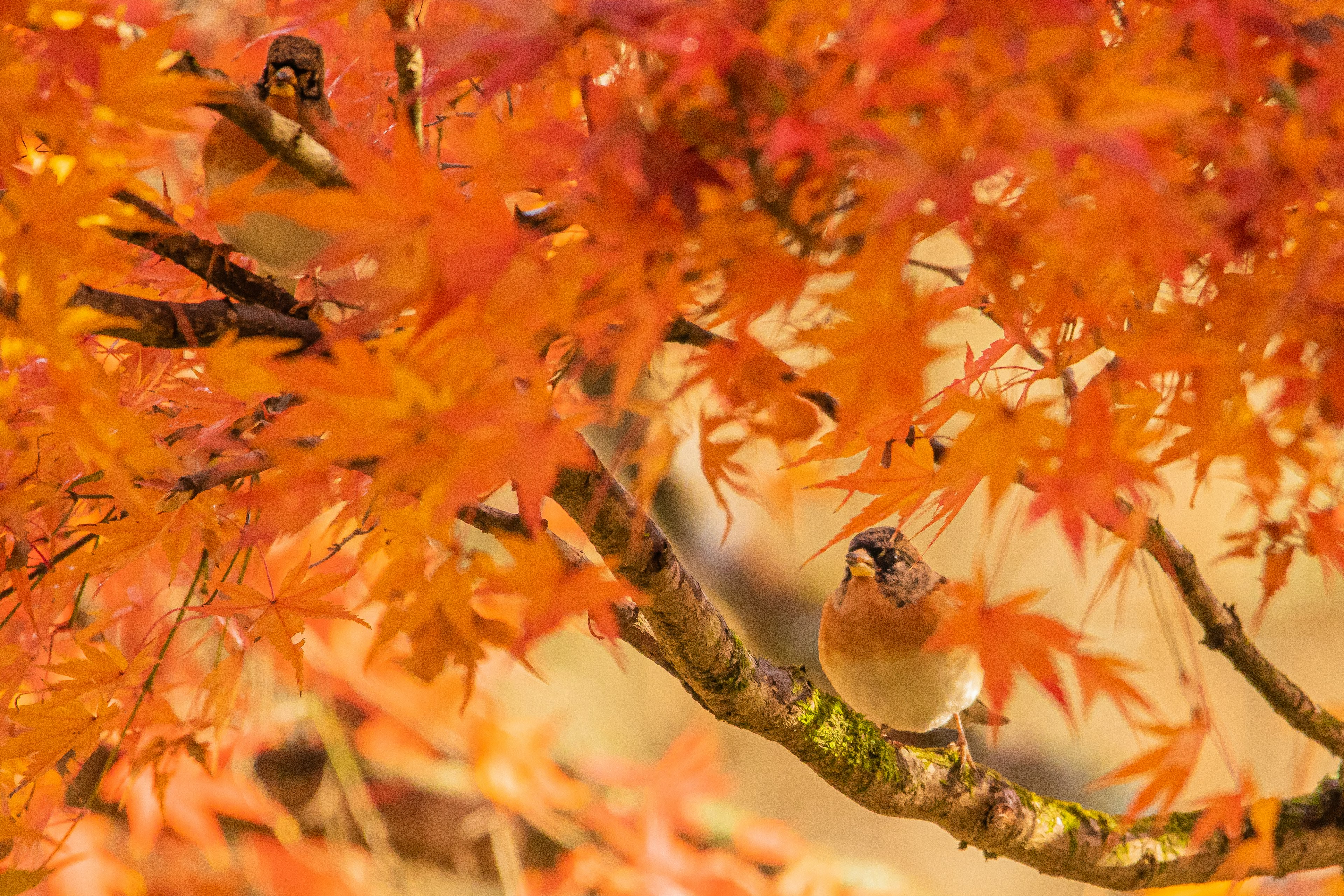 Vögel auf lebhaften Herbstblättern