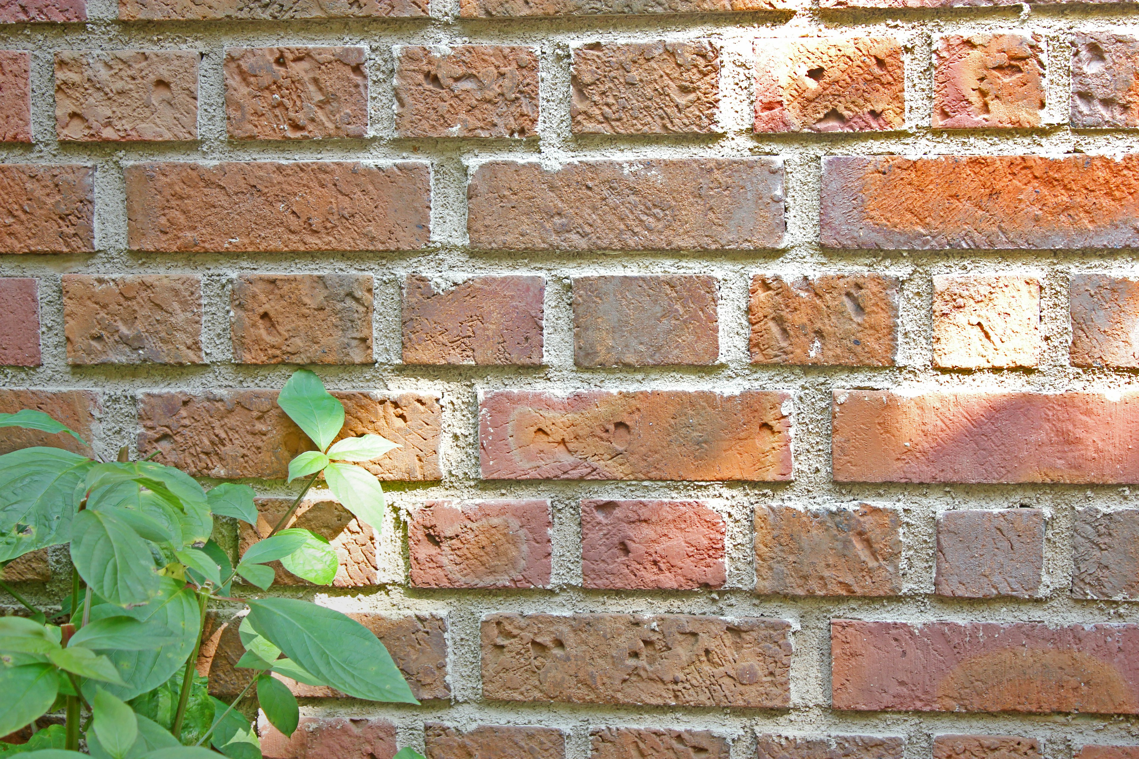 Pared de ladrillos rojos con hojas verdes en primer plano