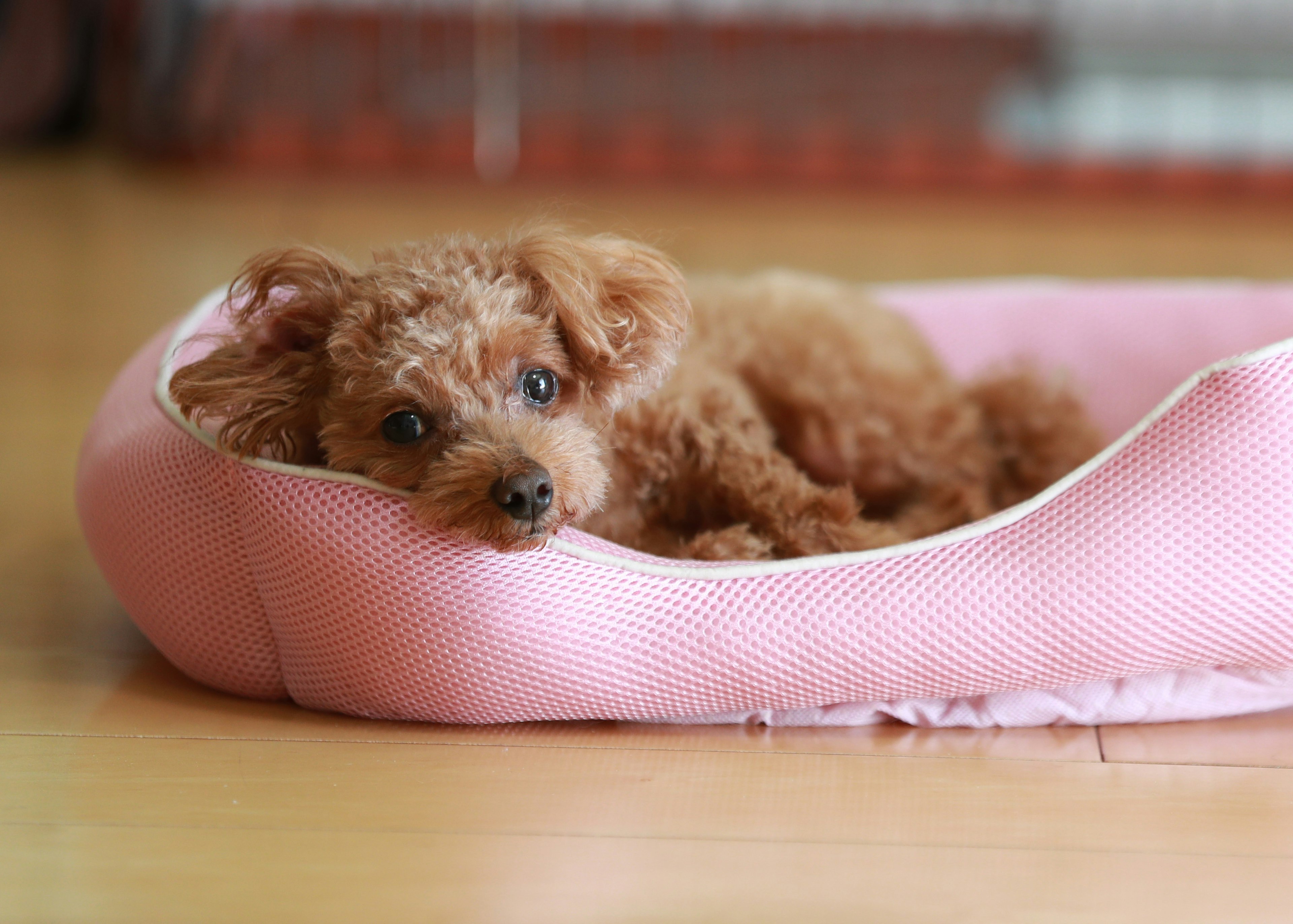 Small brown dog resting in a pink dog bed