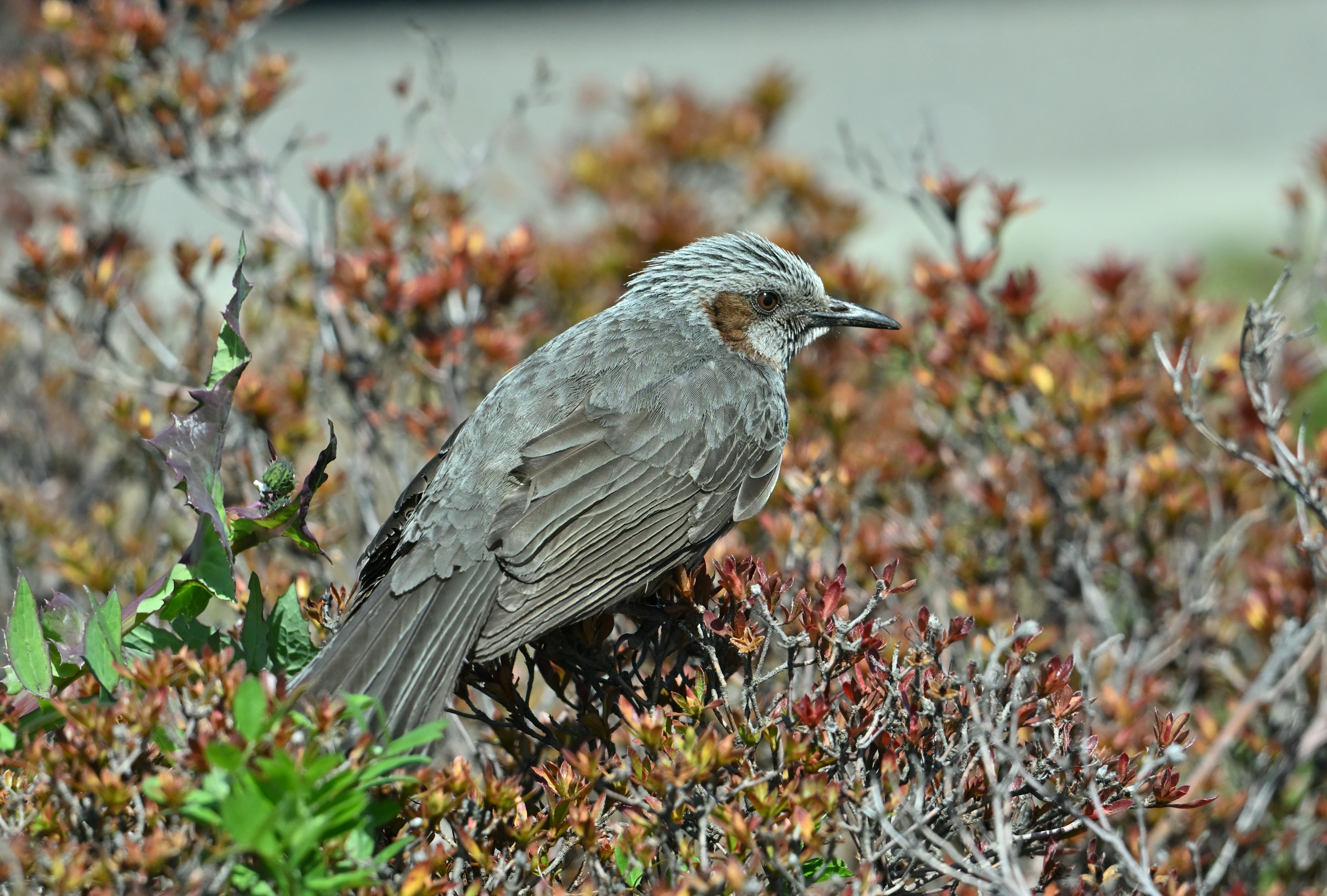 A small gray bird perched among colorful foliage