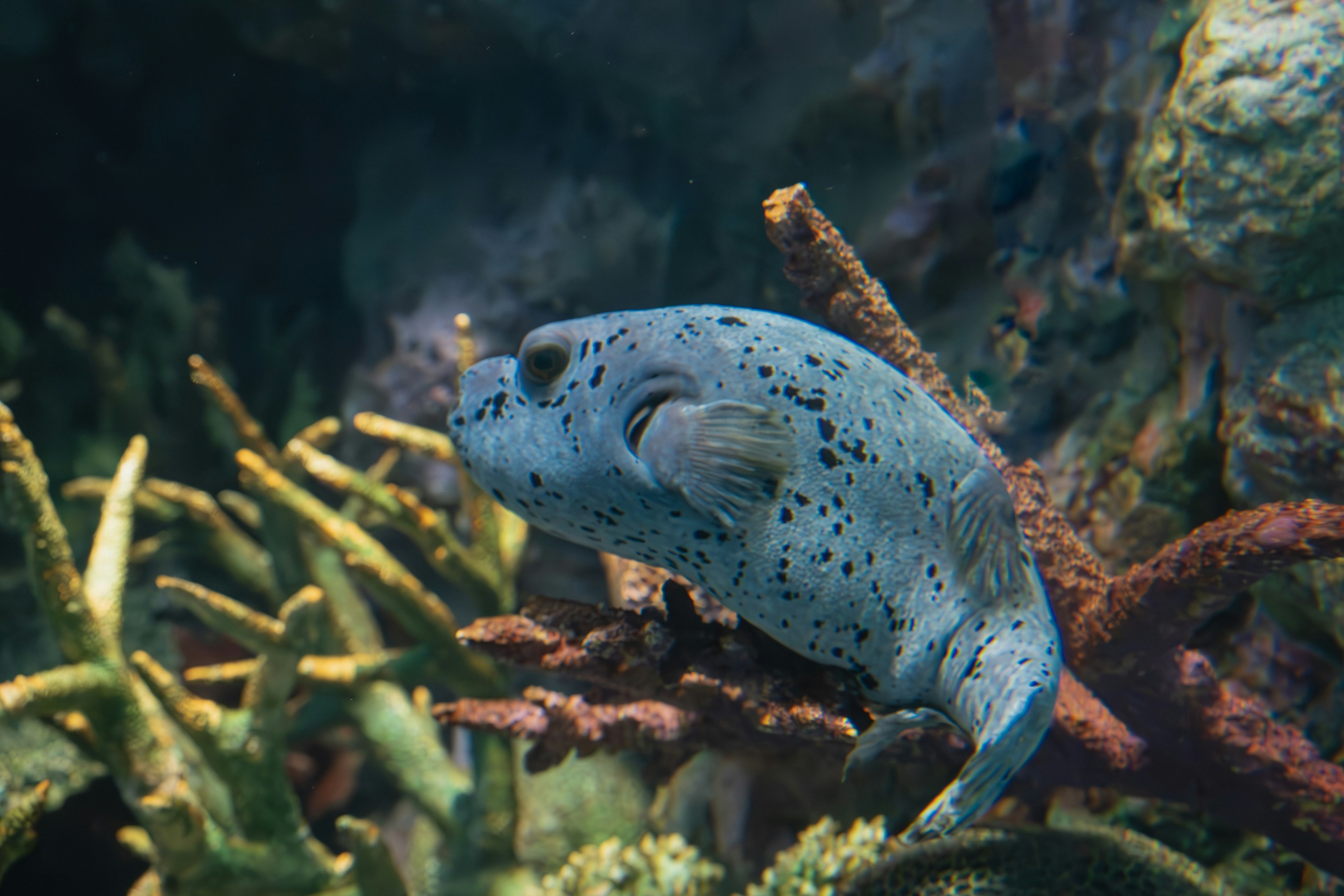 Ein blau gepunkteter Fisch schwimmt zwischen Korallen