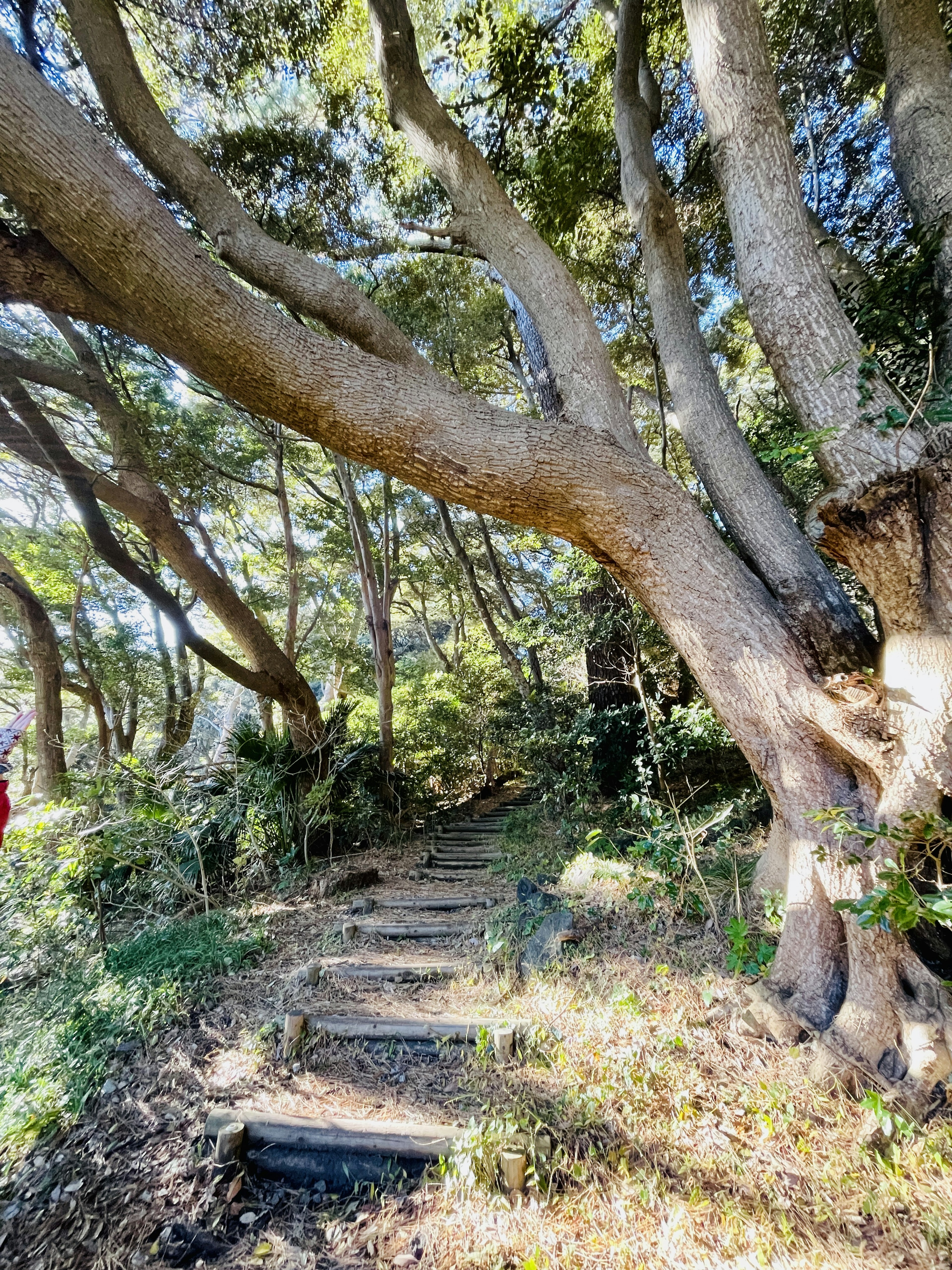 Pathway surrounded by greenery with large tree trunks