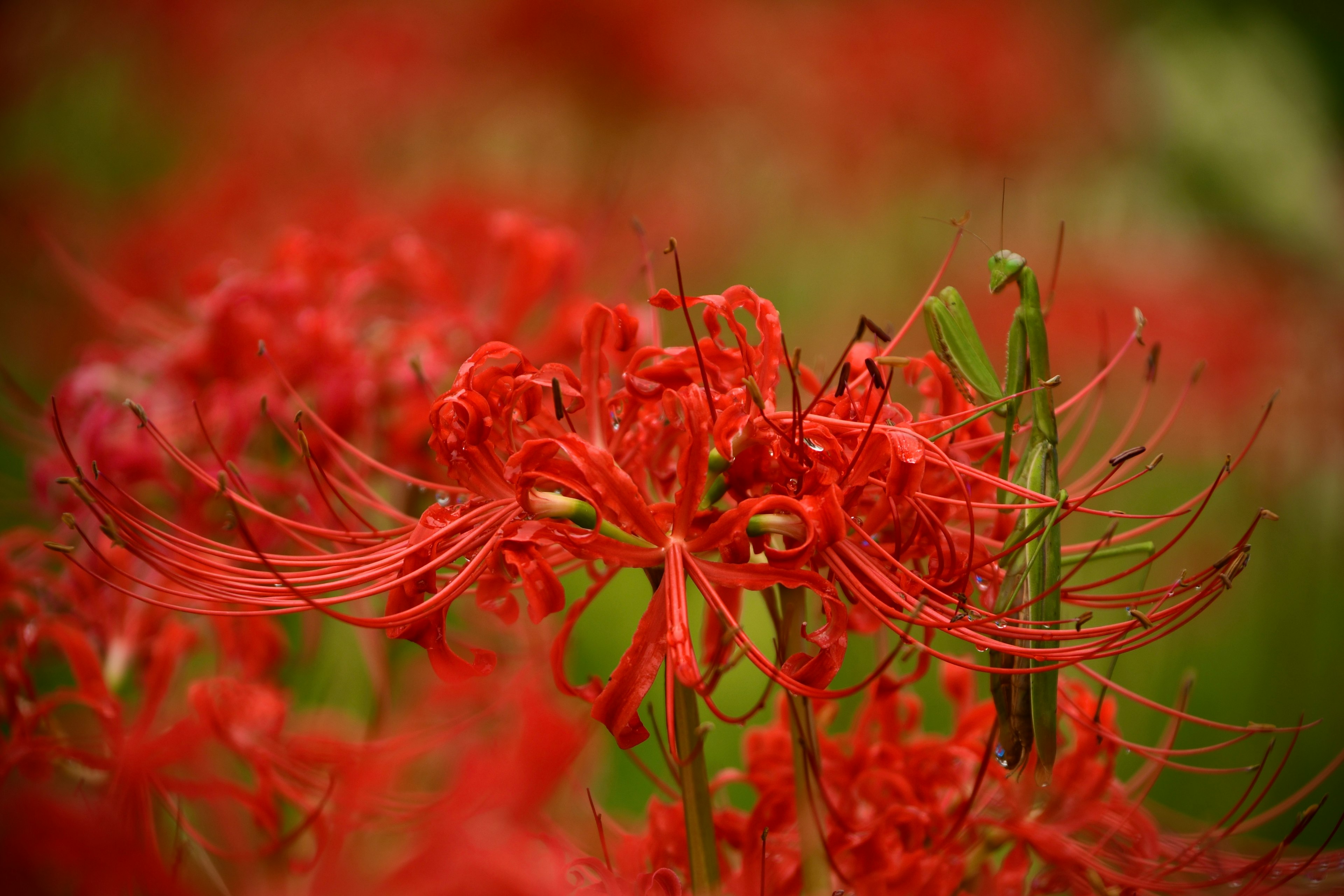 真っ赤な彼岸花の花が咲いている様子