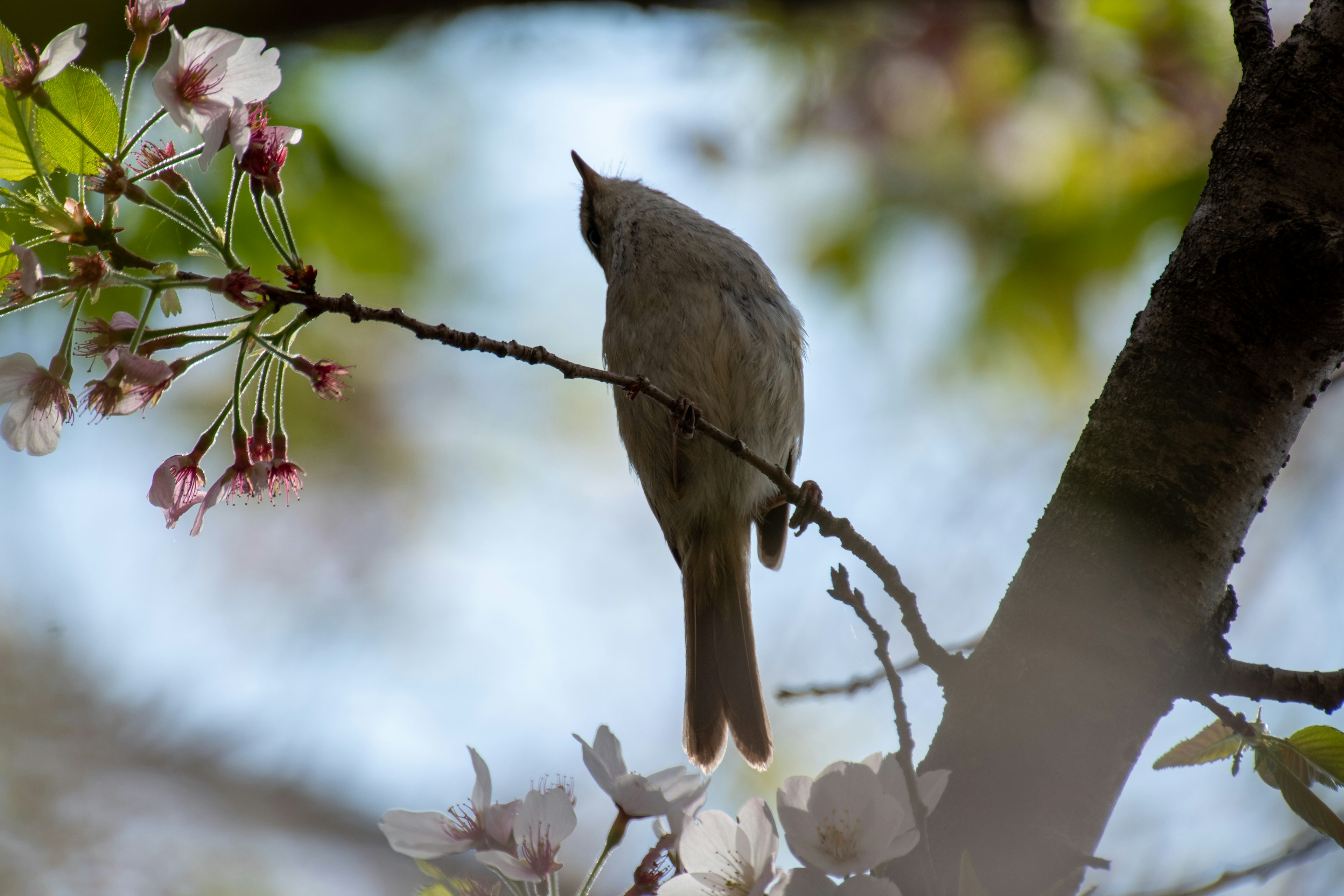 Un piccolo uccello appollaiato vicino ai fiori di ciliegio visto di spalle