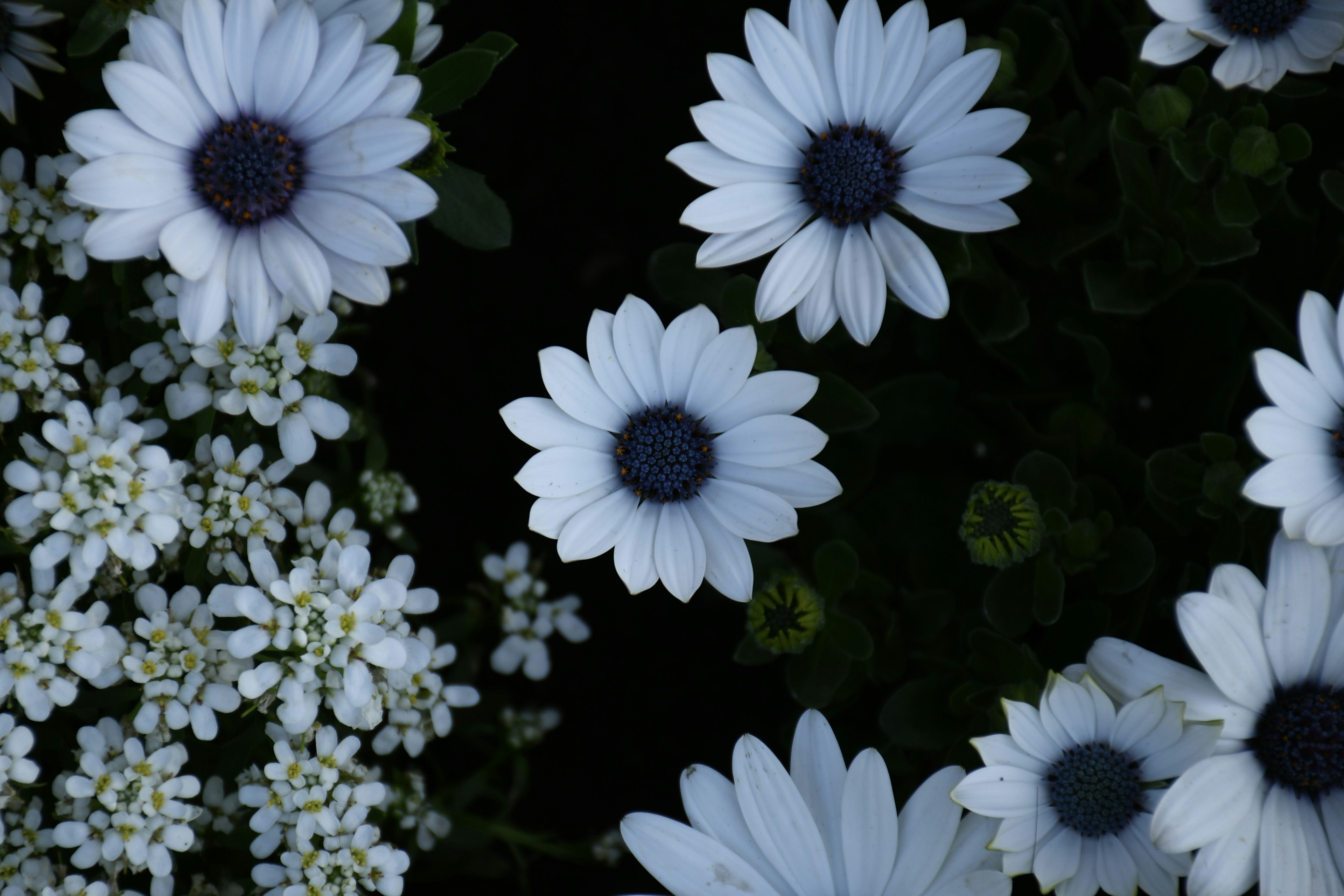 Eine schöne Gartenszene mit weißen Blumen und kleinen Blüten