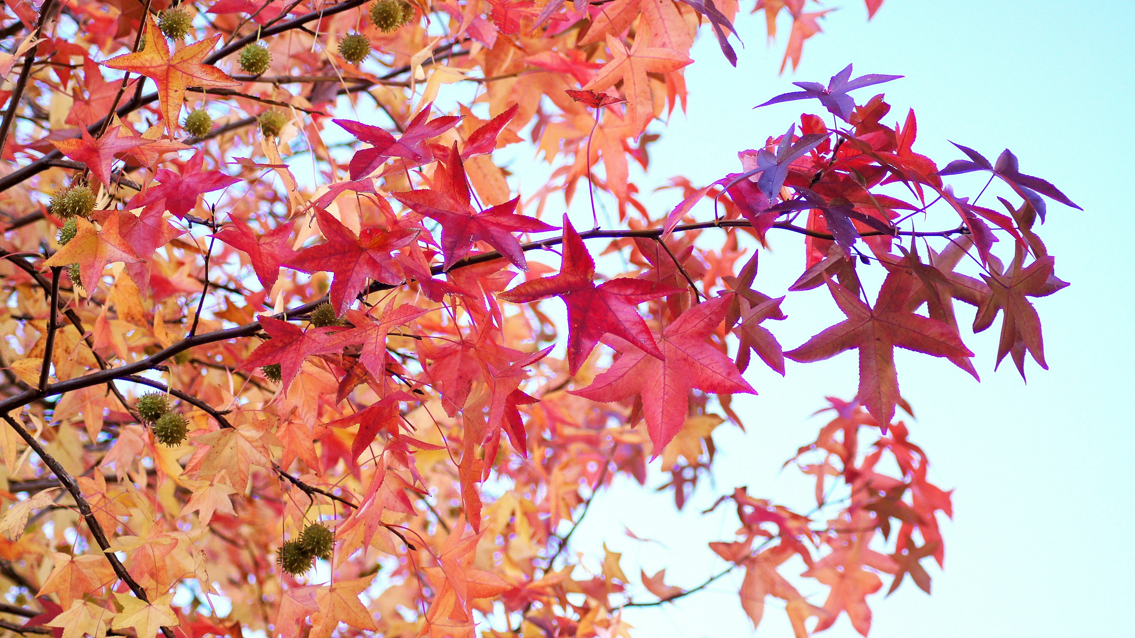 Hojas de otoño vibrantes en tonos rojos y naranjas contra un cielo azul