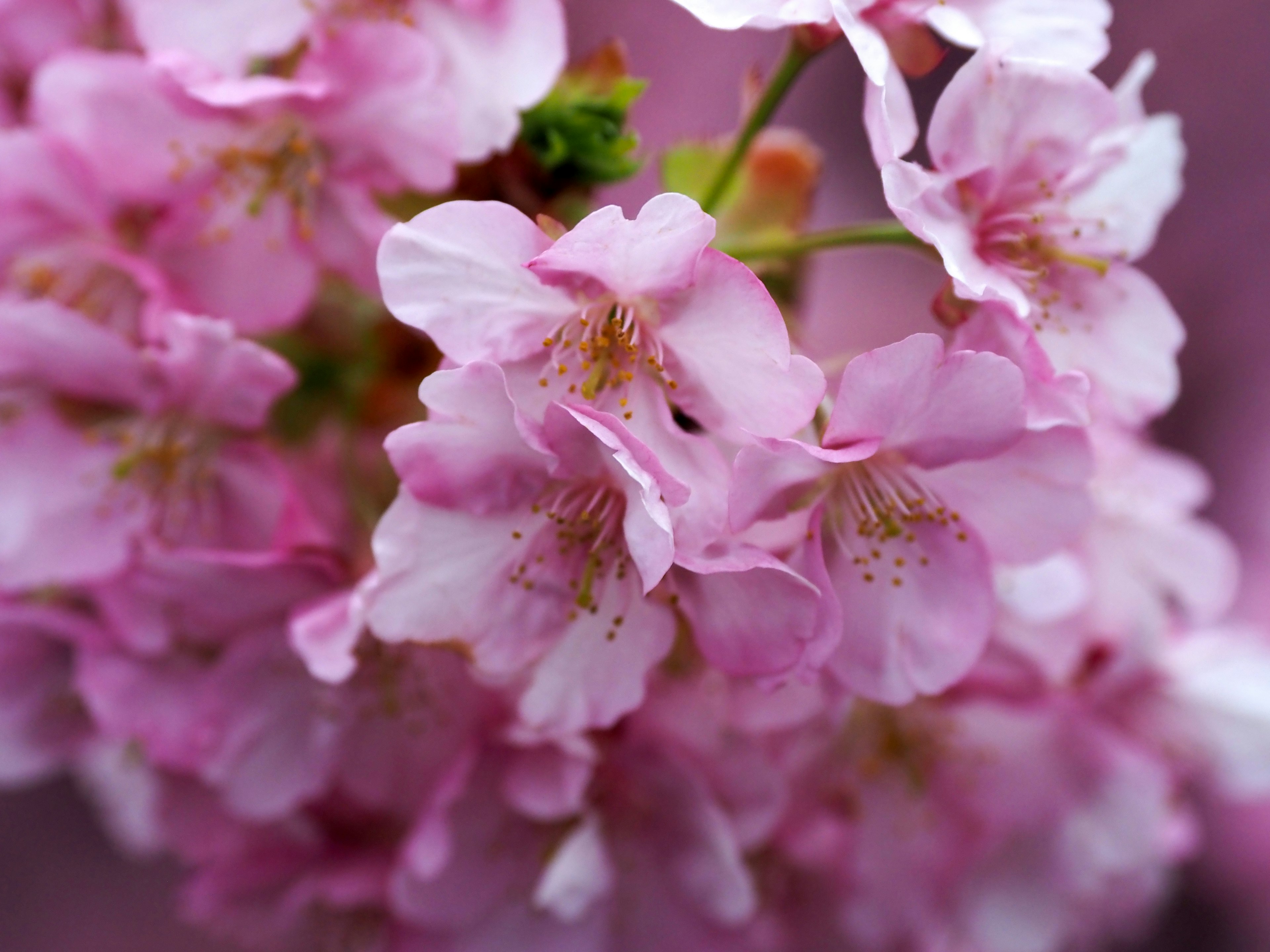 Racimo de delicadas flores de cerezo rosas con detalles finos