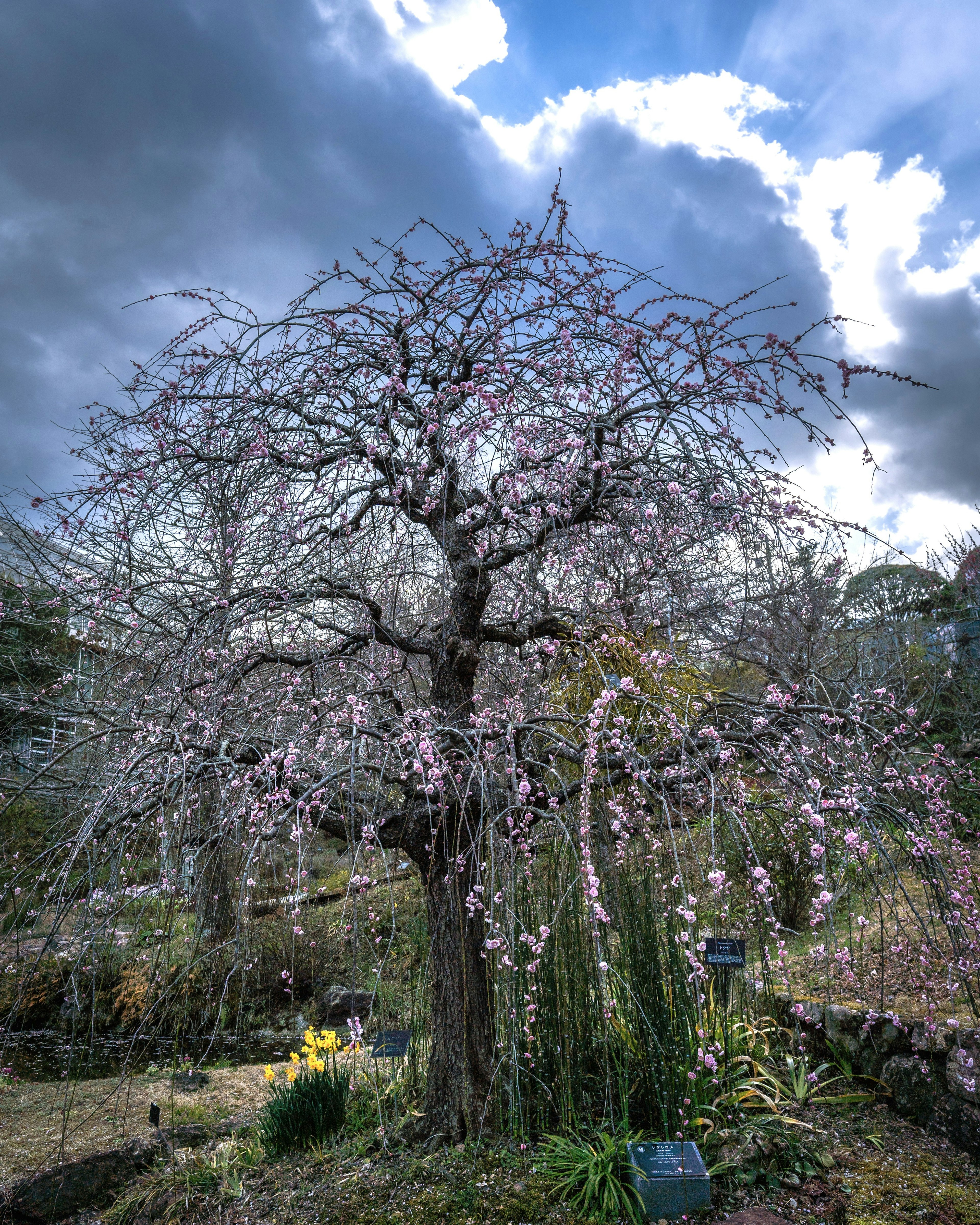 桜の木が咲いている庭の風景