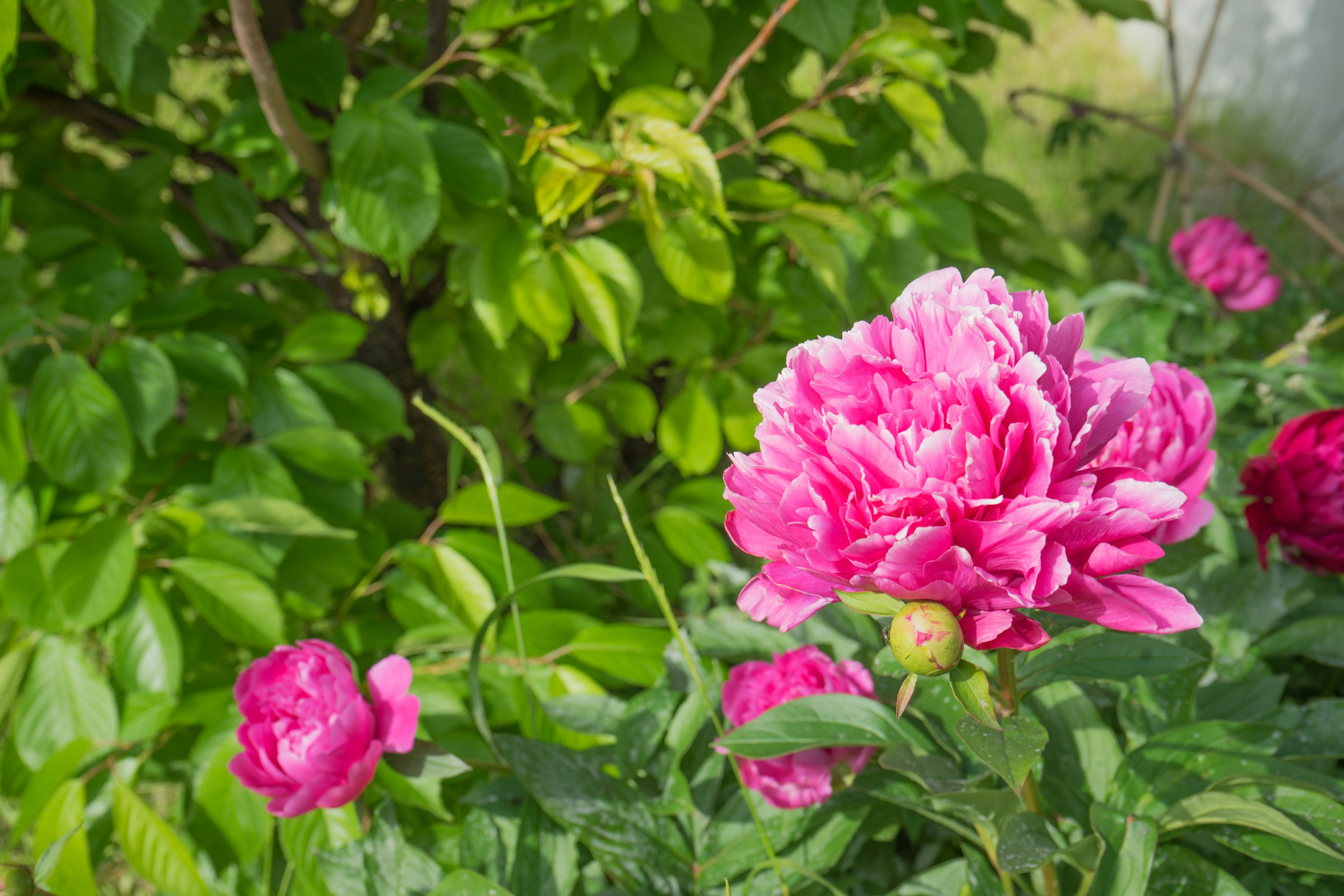 Bunga peony merah muda cerah dengan daun hijau subur di latar belakang