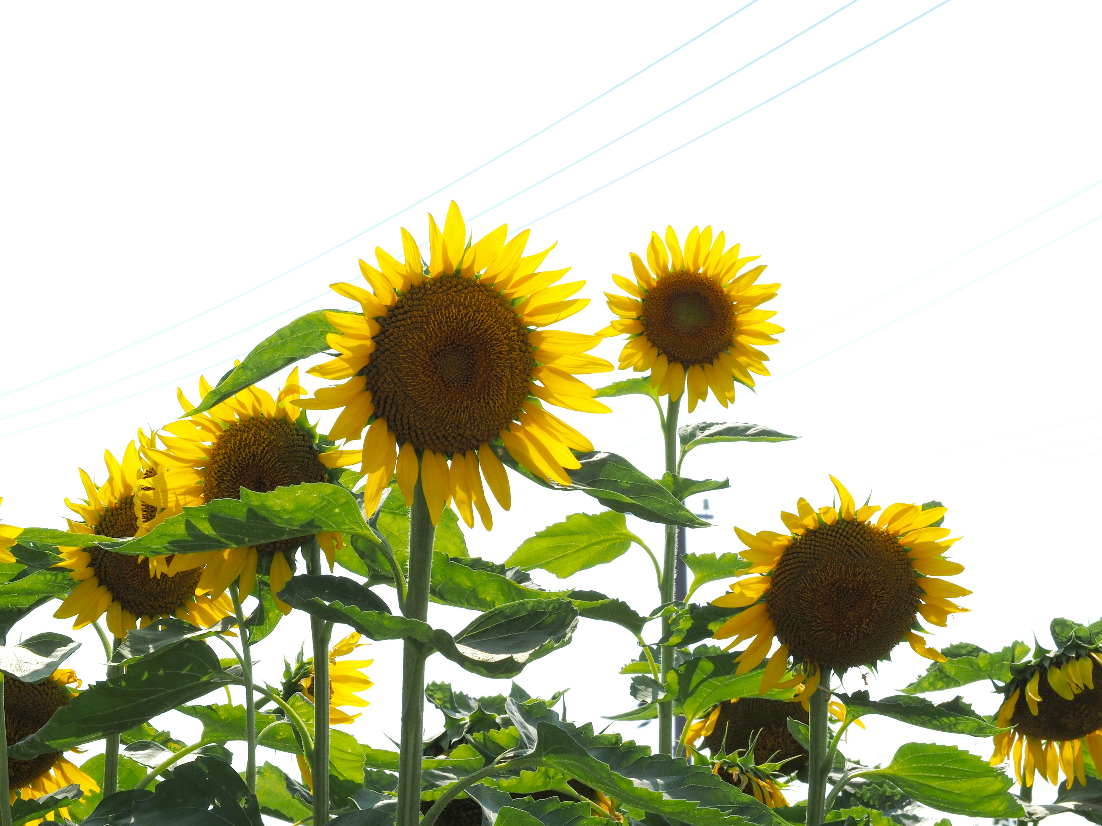 明るい太陽の下で咲いているひまわりの群れ