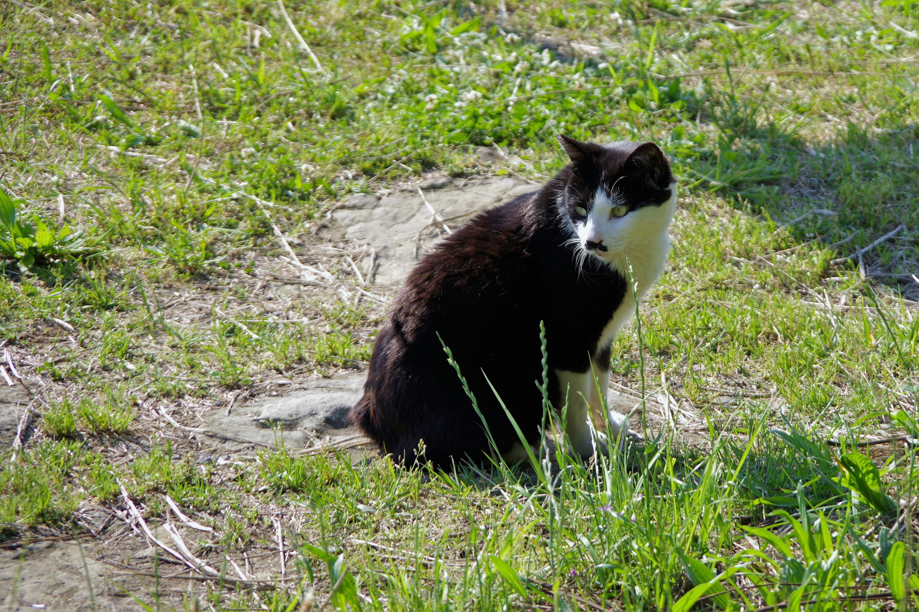 Chat noir et blanc assis dans l'herbe