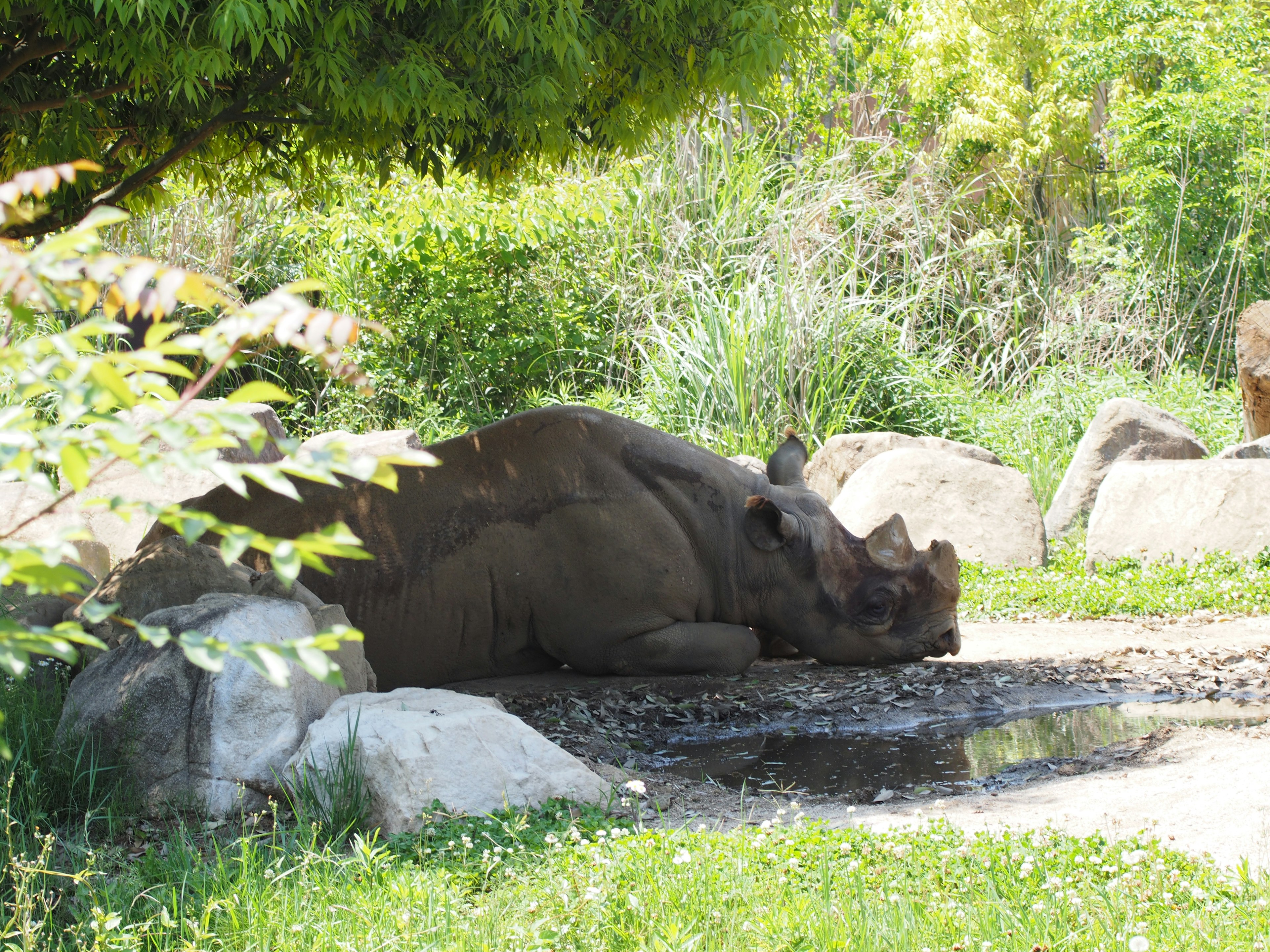 Un rhinocéros se reposant dans une zone herbeuse avec des rochers et une petite flaque d'eau à proximité