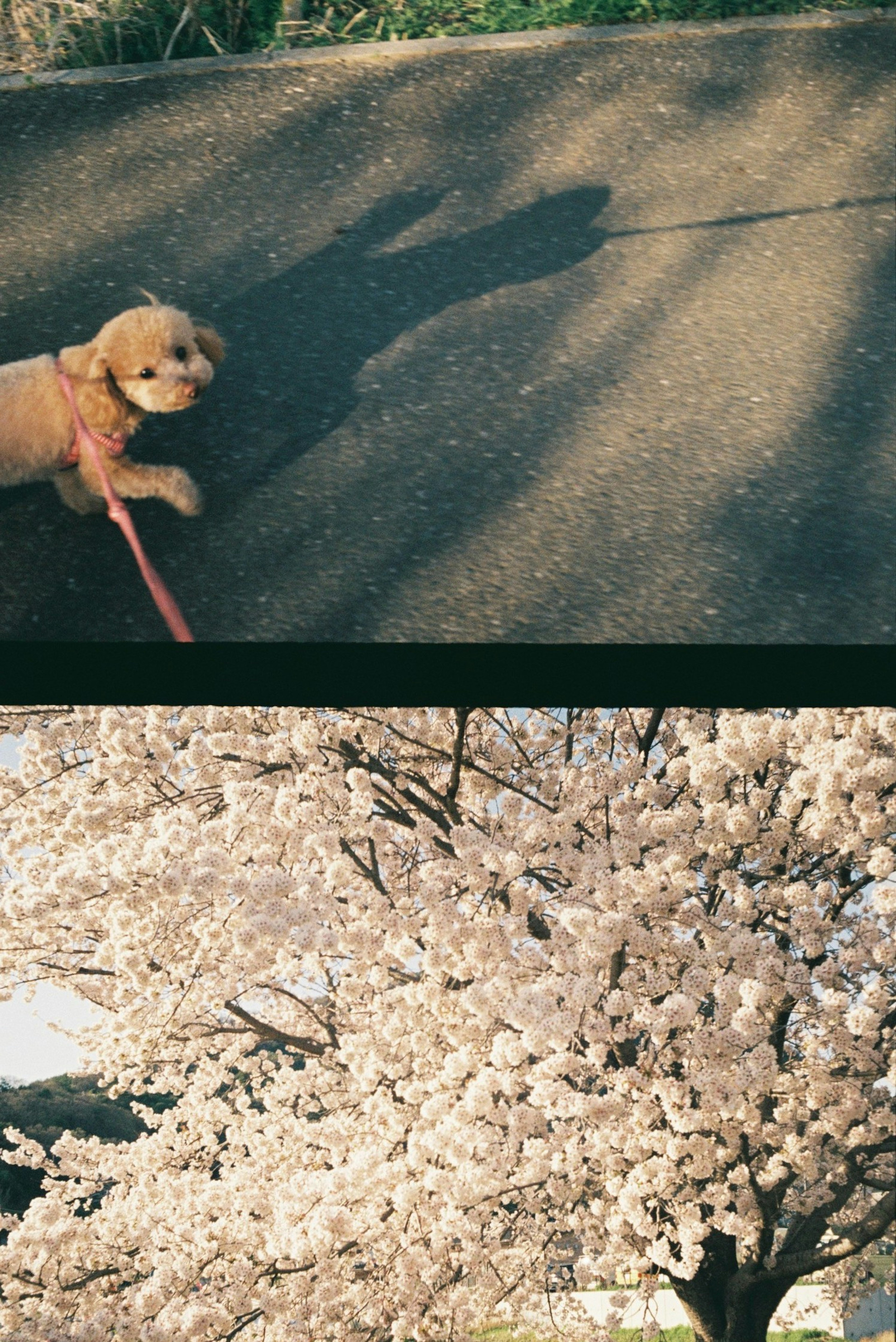 散歩中の犬と桜の木の画像