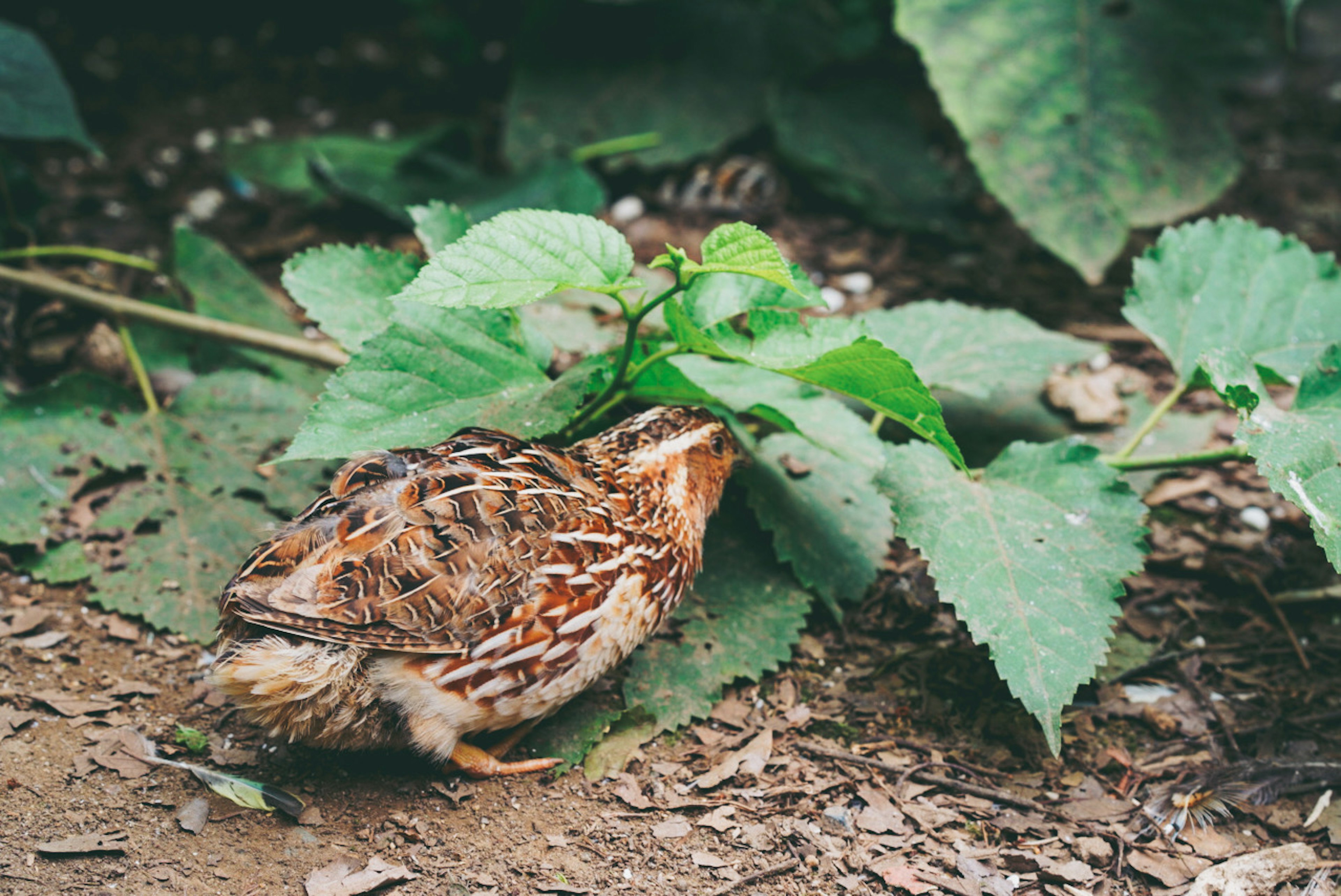 Seekor burung kecil mencari makanan di bawah daun hijau