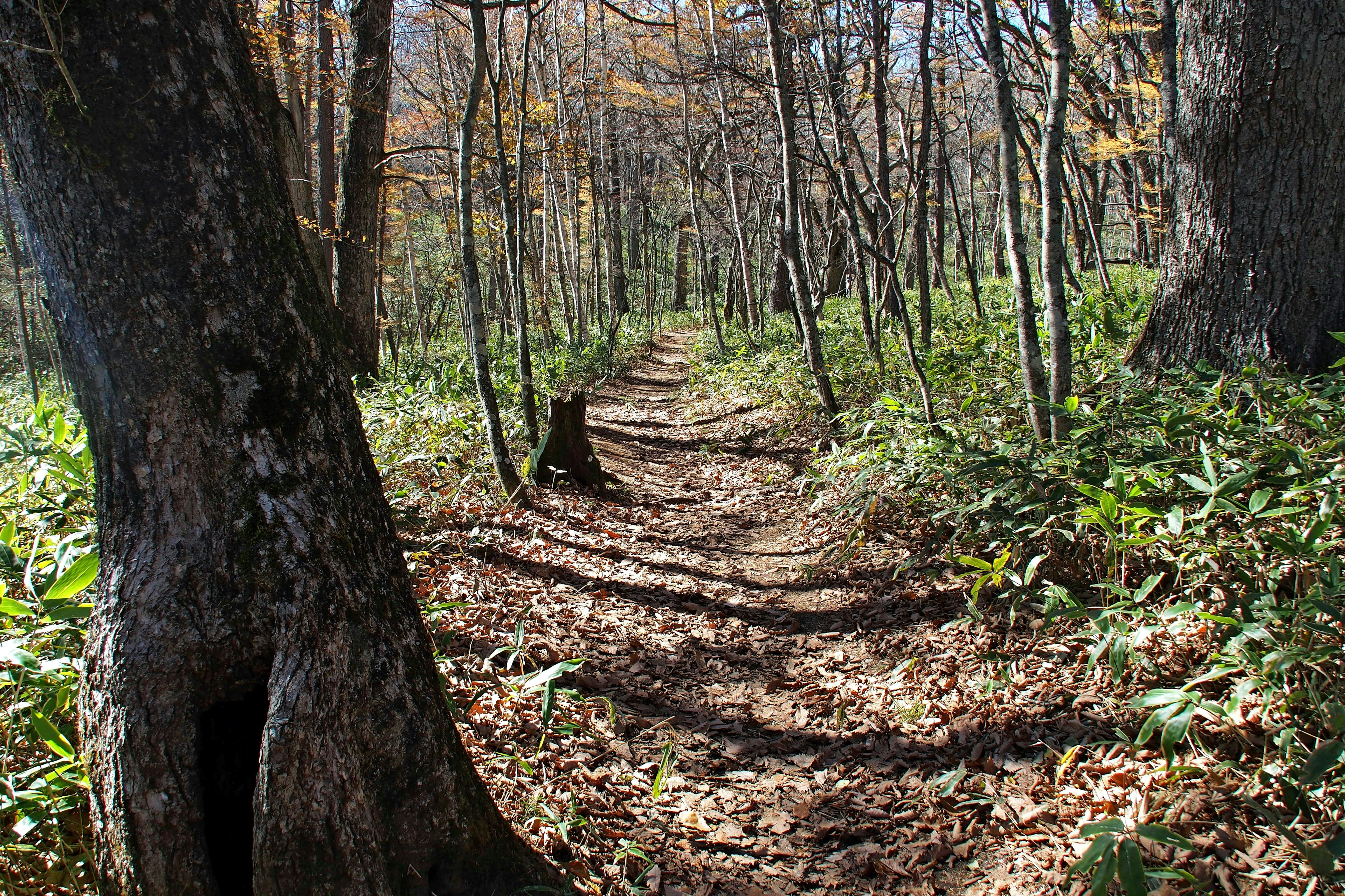 Ein ruhiger Weg umgeben von Bäumen in einem Wald