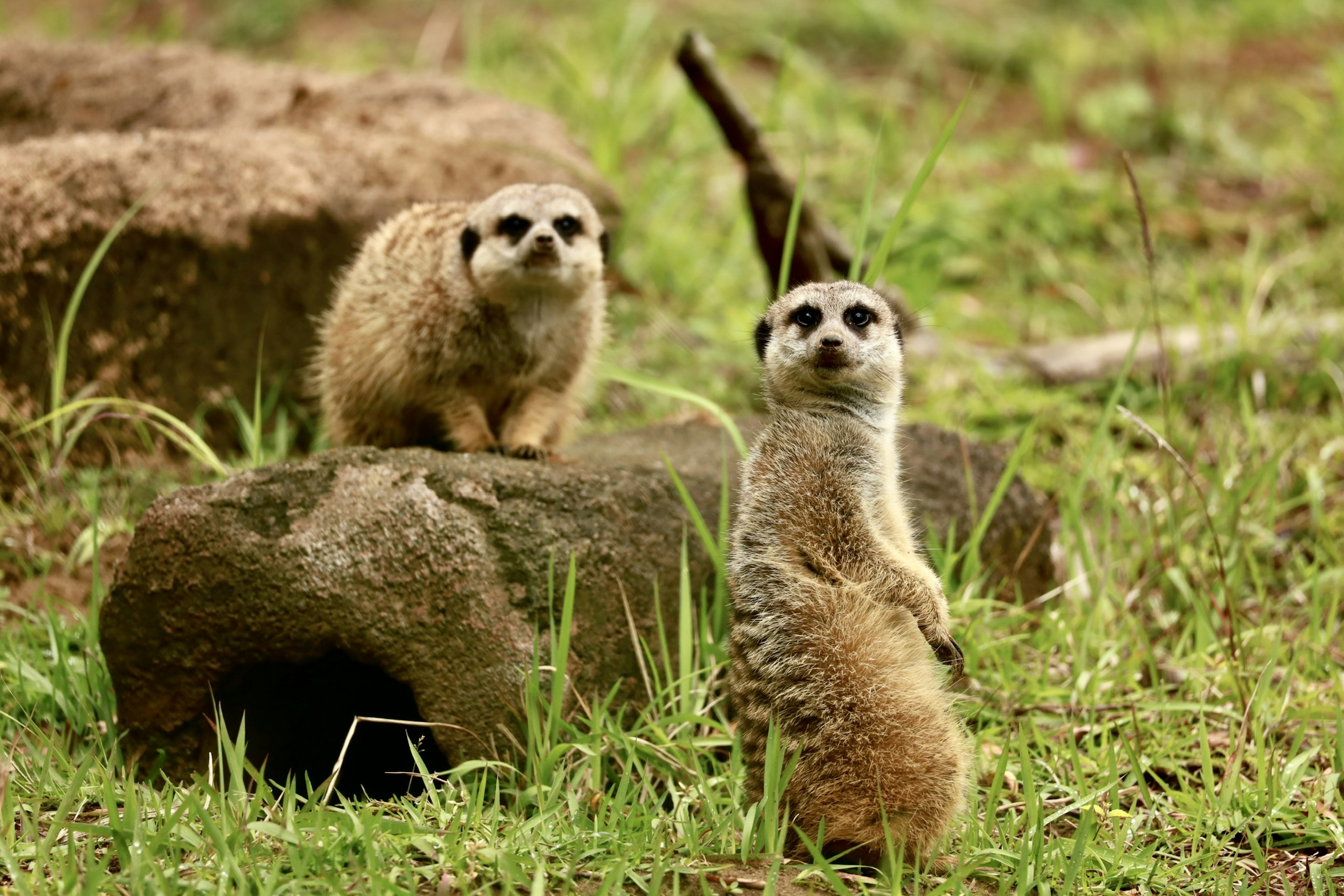 Two meerkats standing on a rock and nearby in a grassy landscape