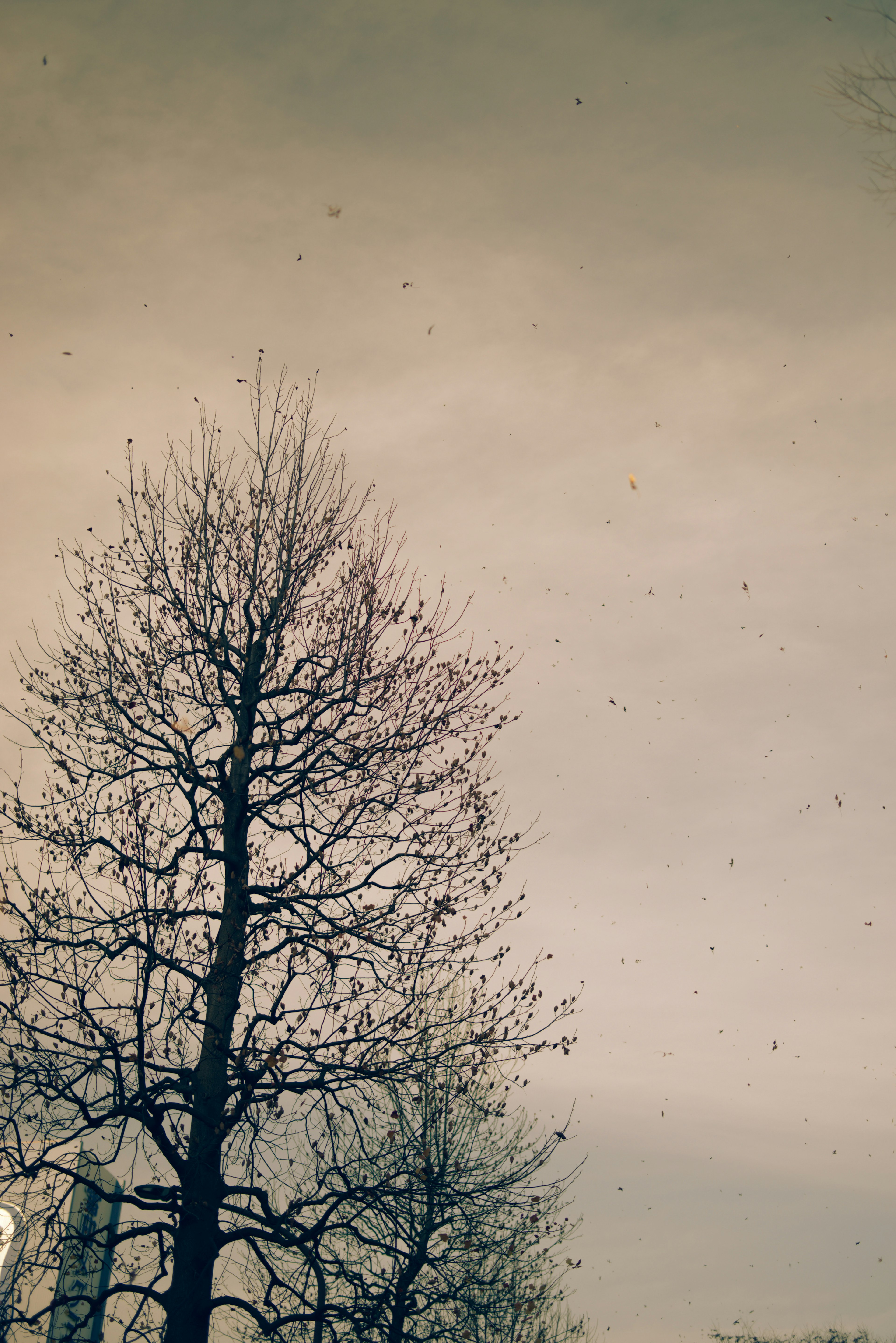 Silhouette di un albero spoglio contro un cielo nuvoloso