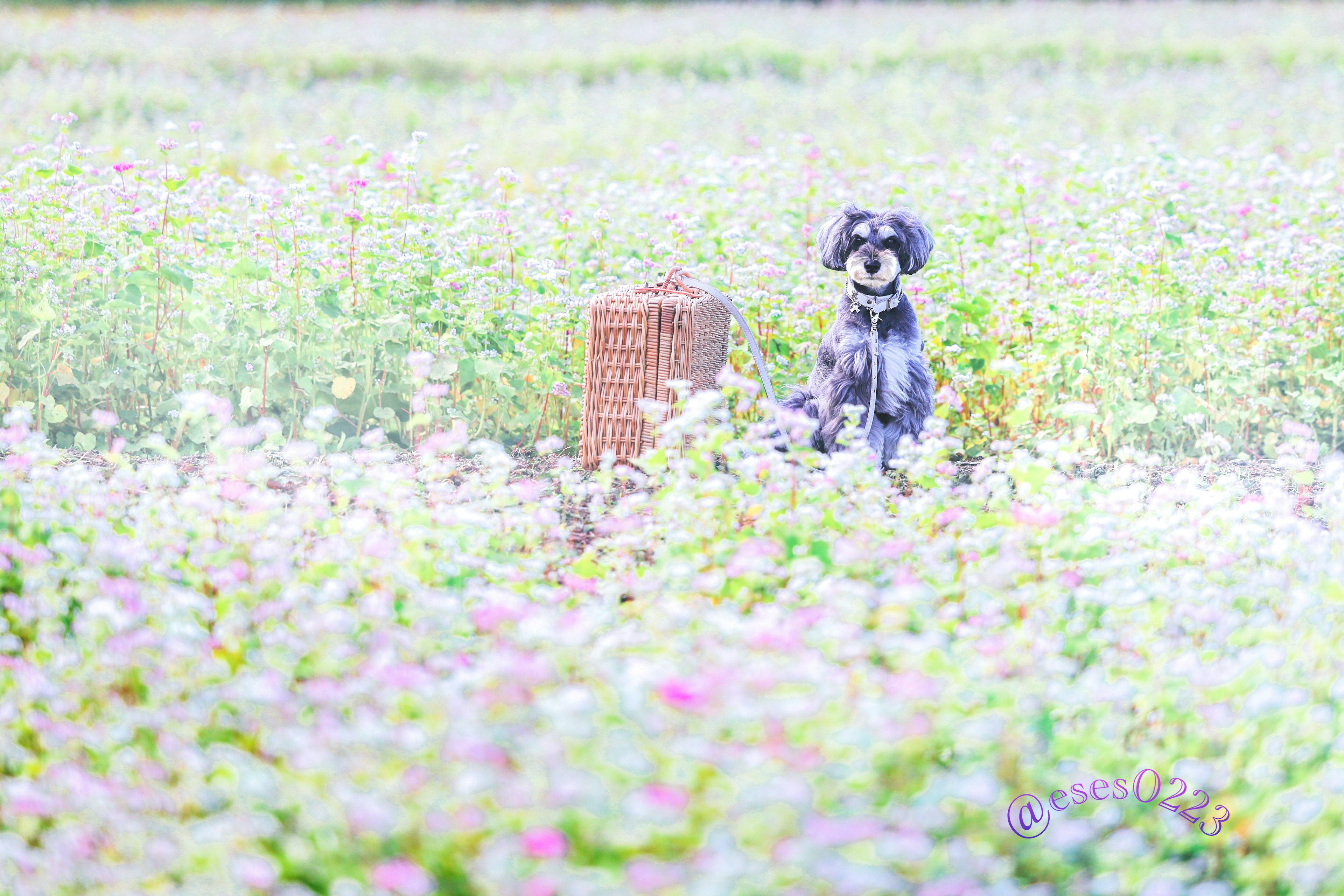 Un cane seduto tra i fiori con un monumento di pietra