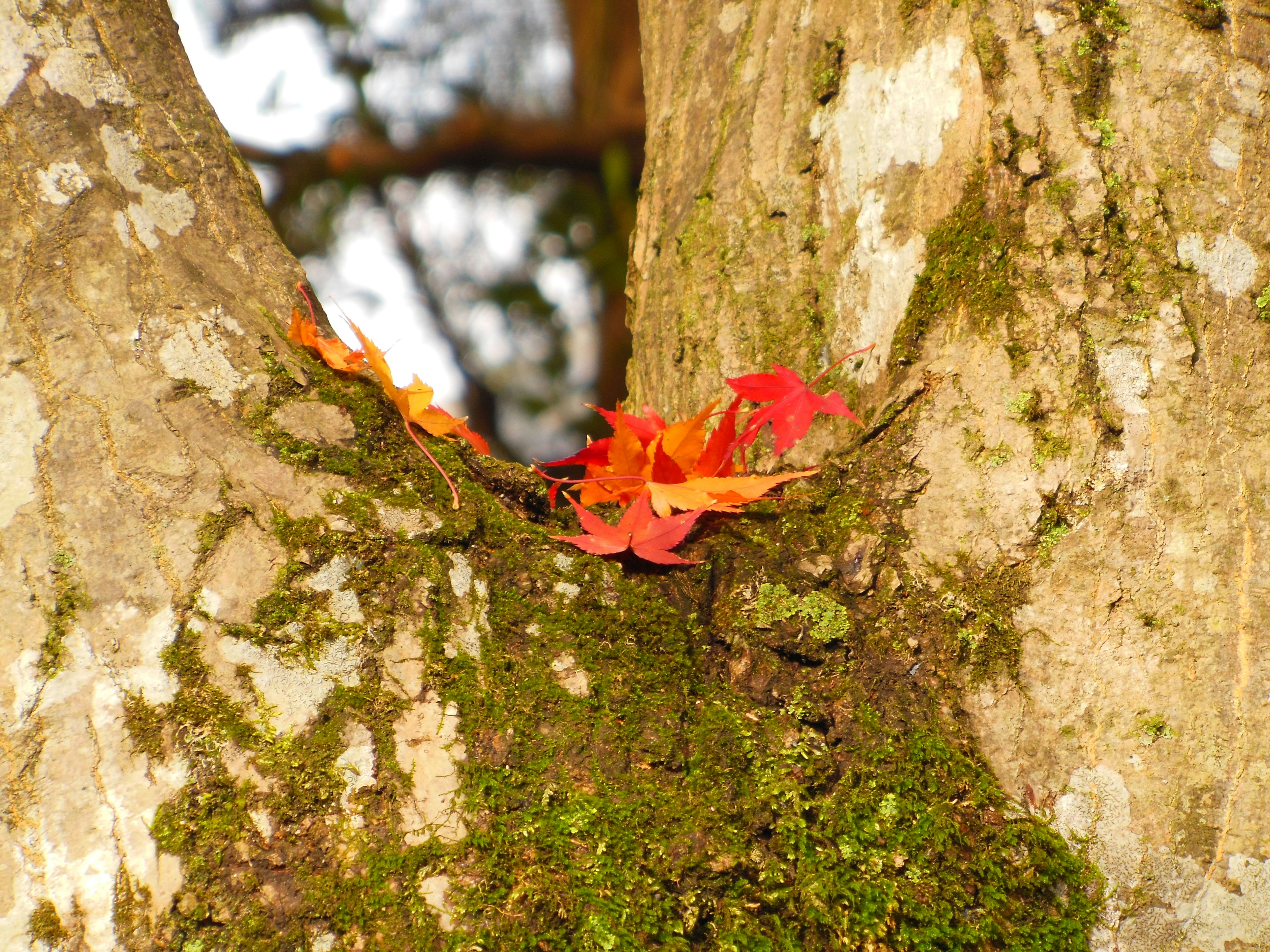 Red leaves resting on mossy bark between tree trunks