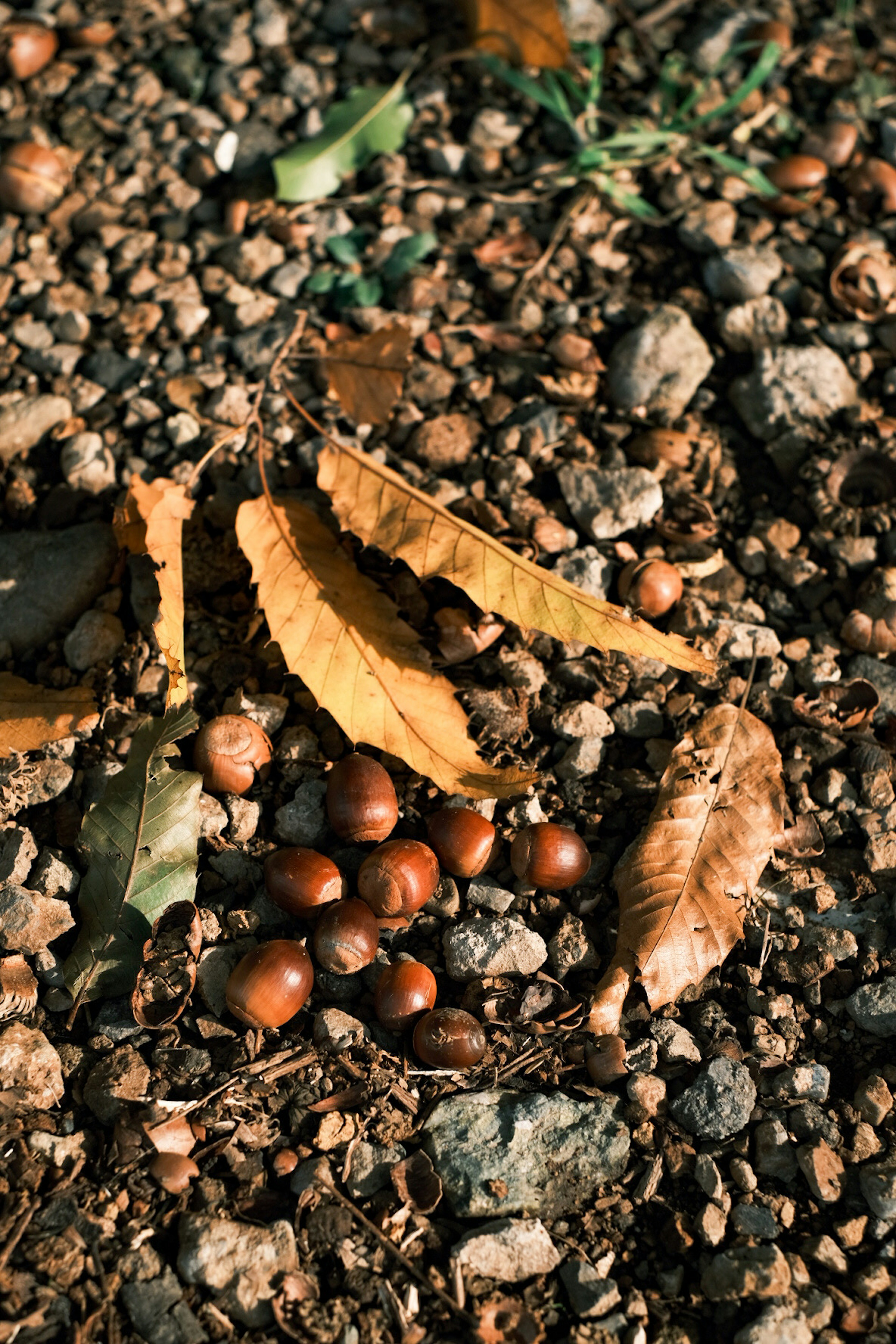 Una colección de nueces marrones y hojas secas en el suelo