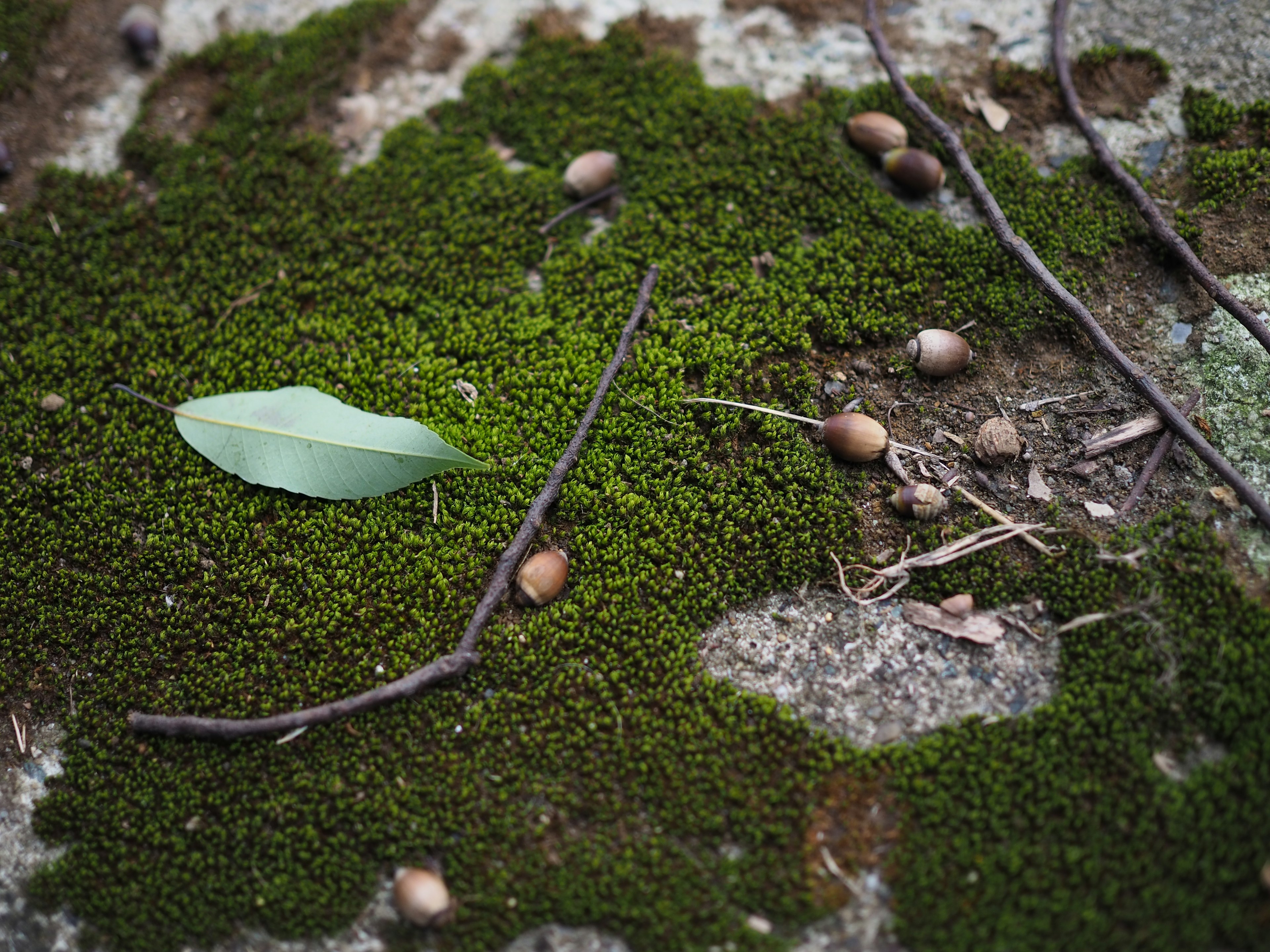 苔の上に落ちた葉と小枝とドングリの写真