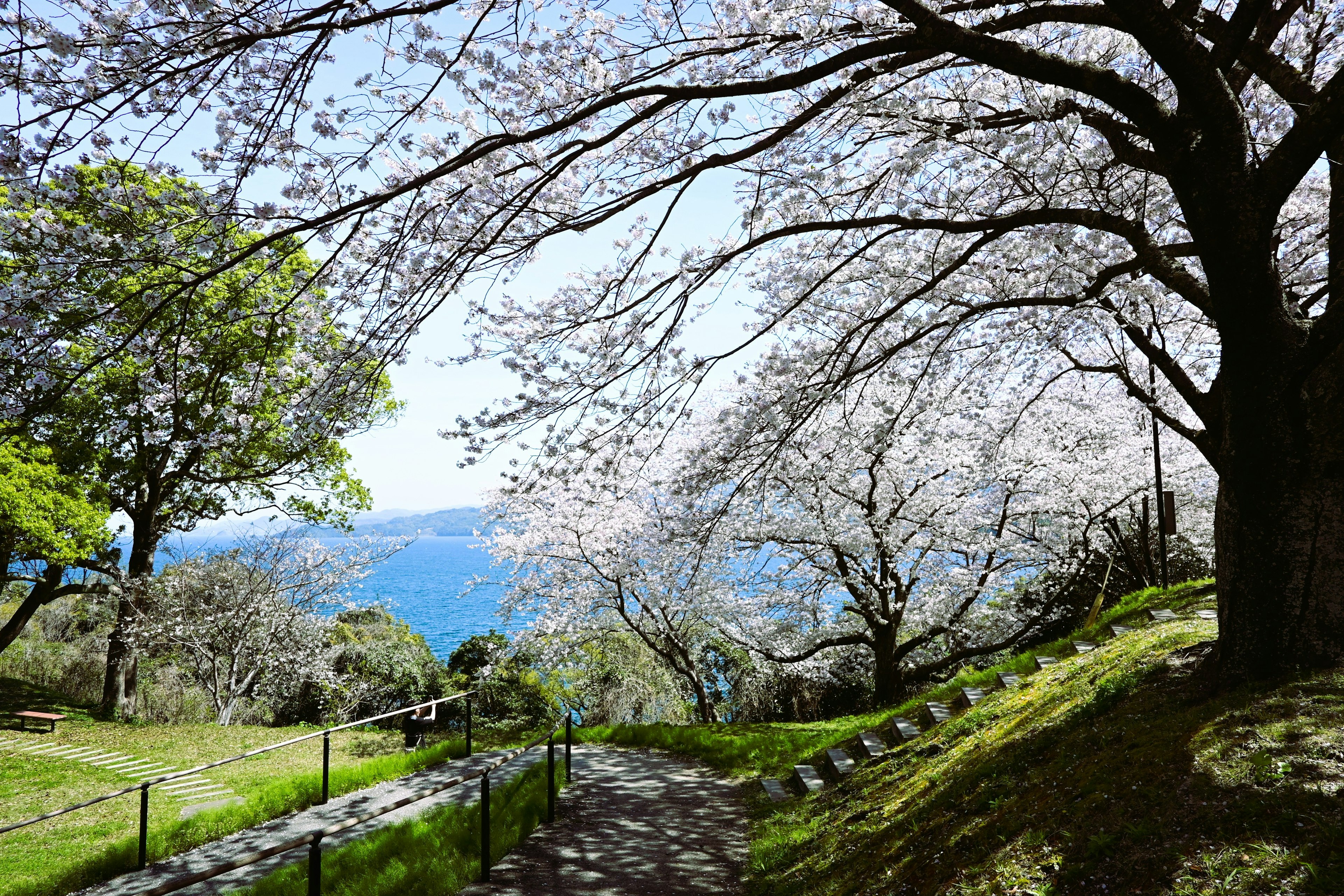 桜の木が咲き誇る緑の道と青い海の景色