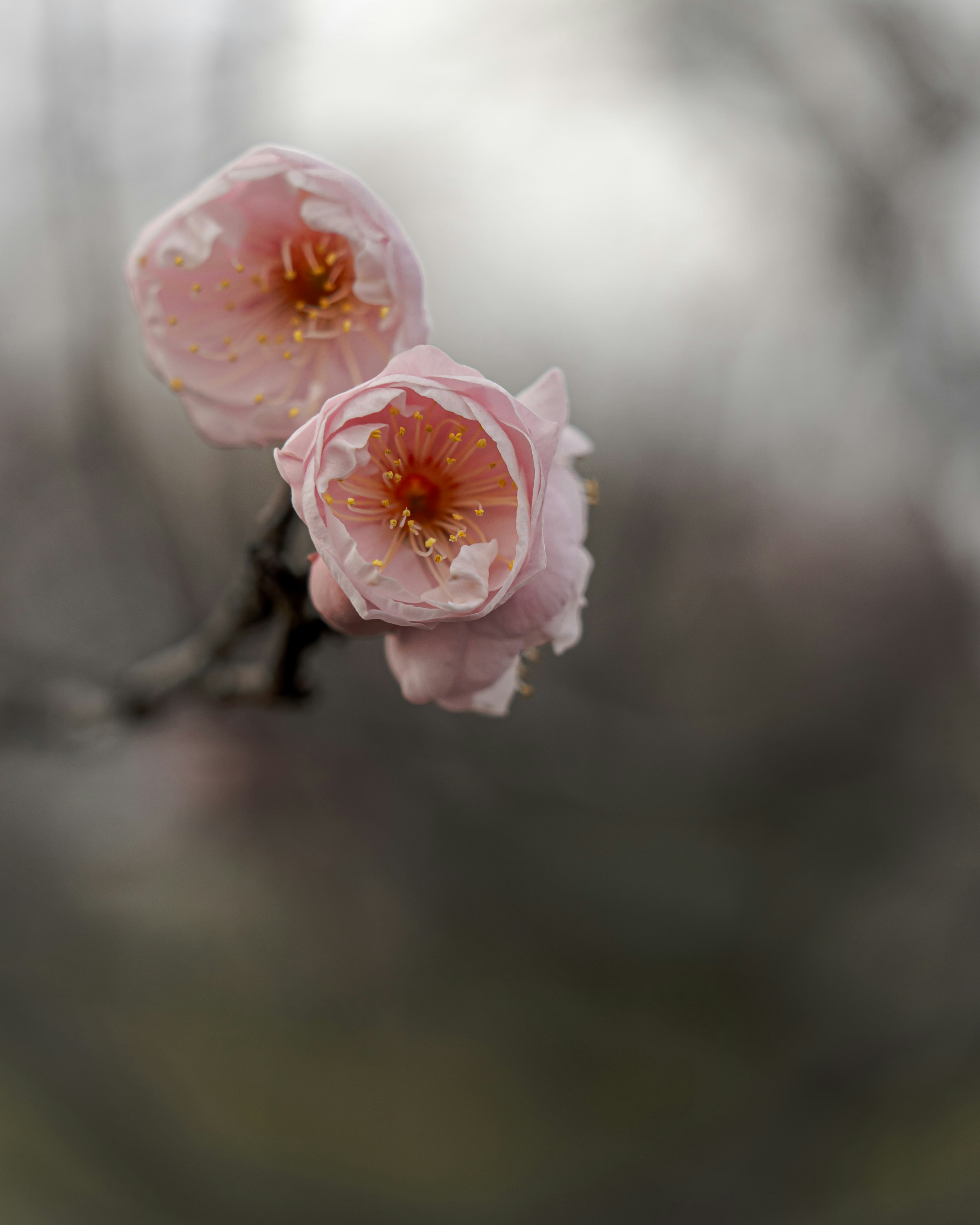 淡いピンクの花が咲いている枝のクローズアップ