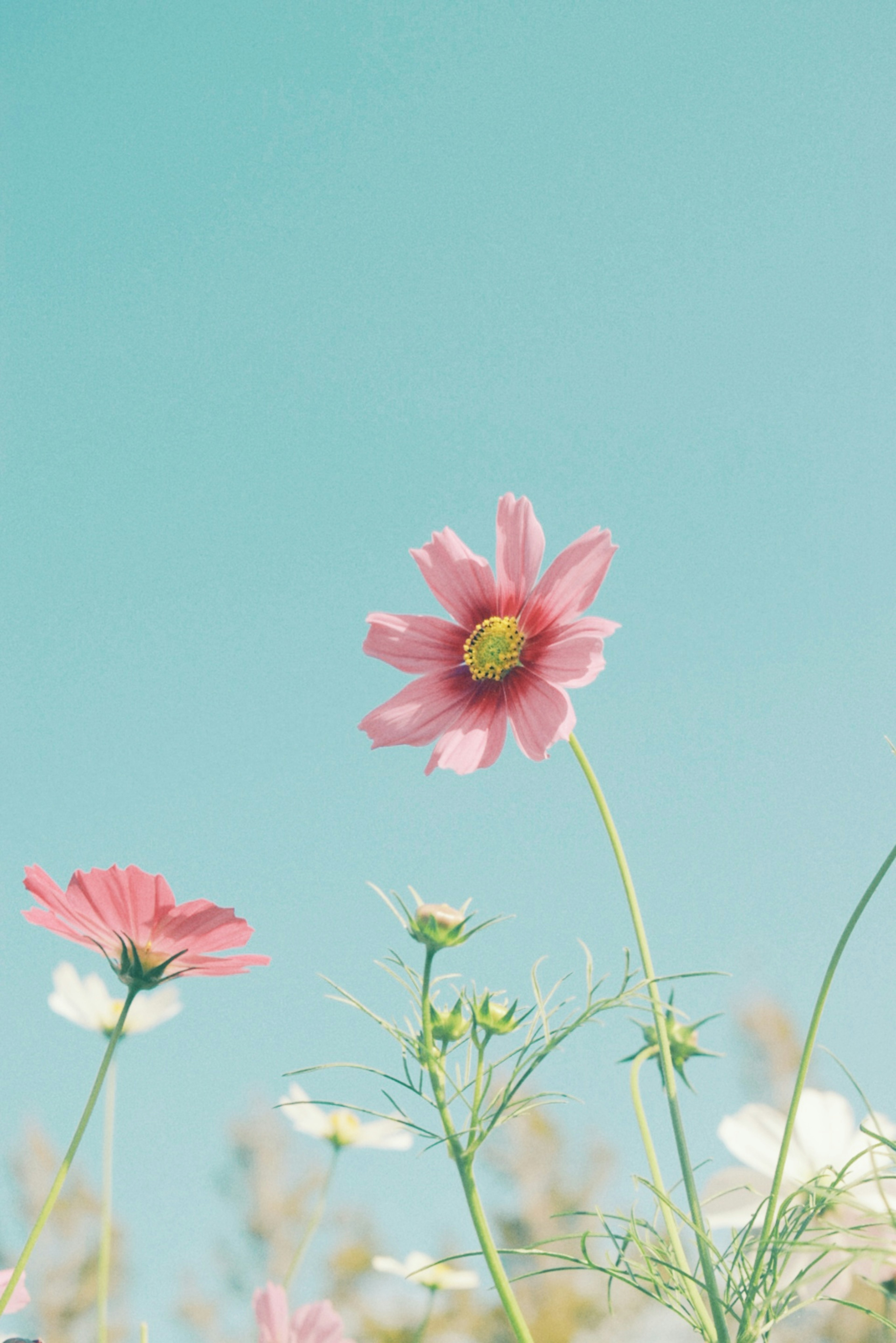 青空の下で咲くピンクの花と白い花の群れ