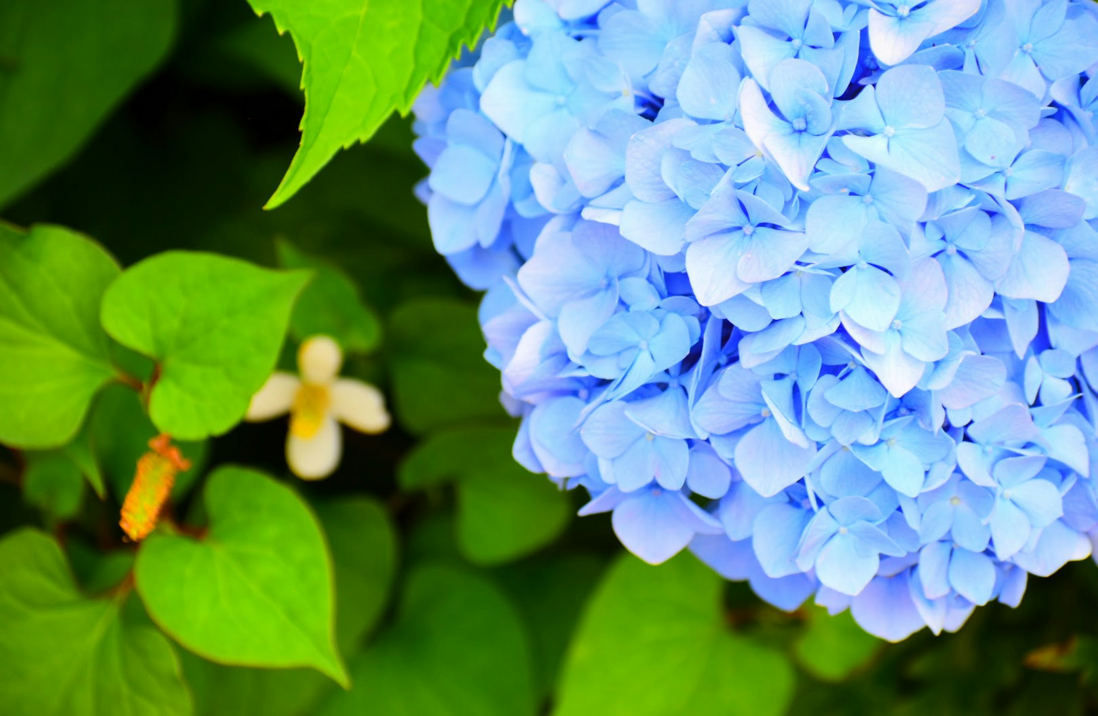 Close-up of blue hydrangea flower with green leaves and a small white flower