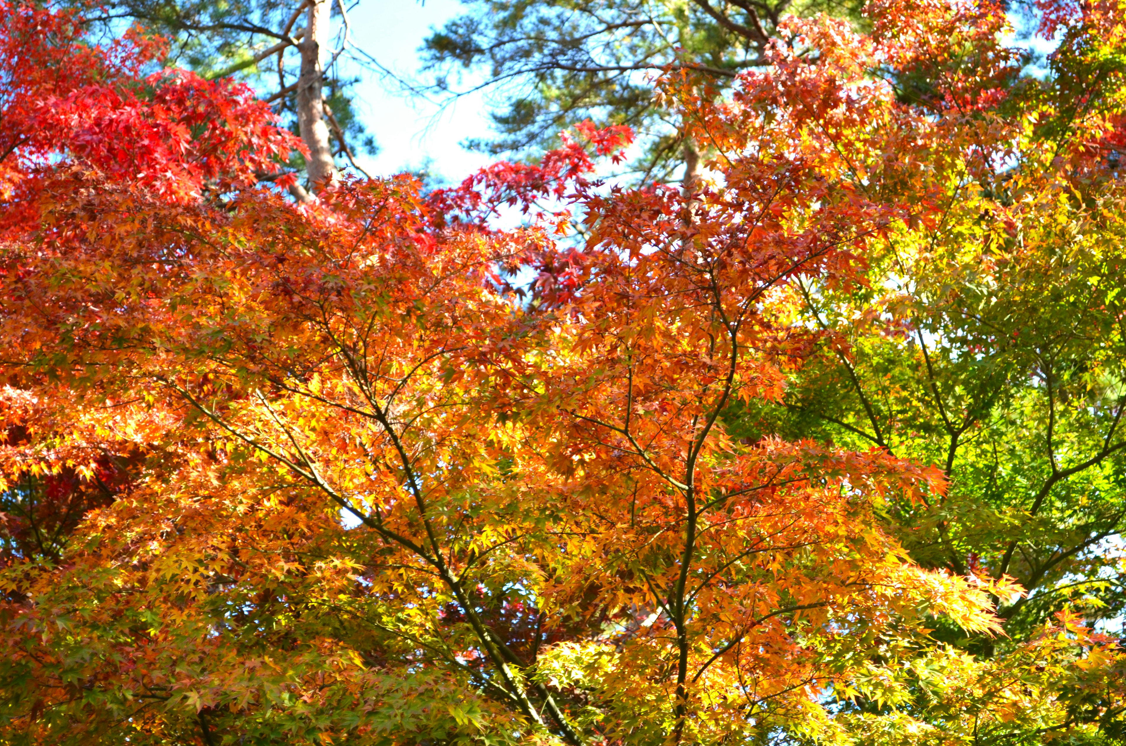 Lebendige Herbstblätter mit roten und orangefarbenen Blättern vor einem hellen Himmel