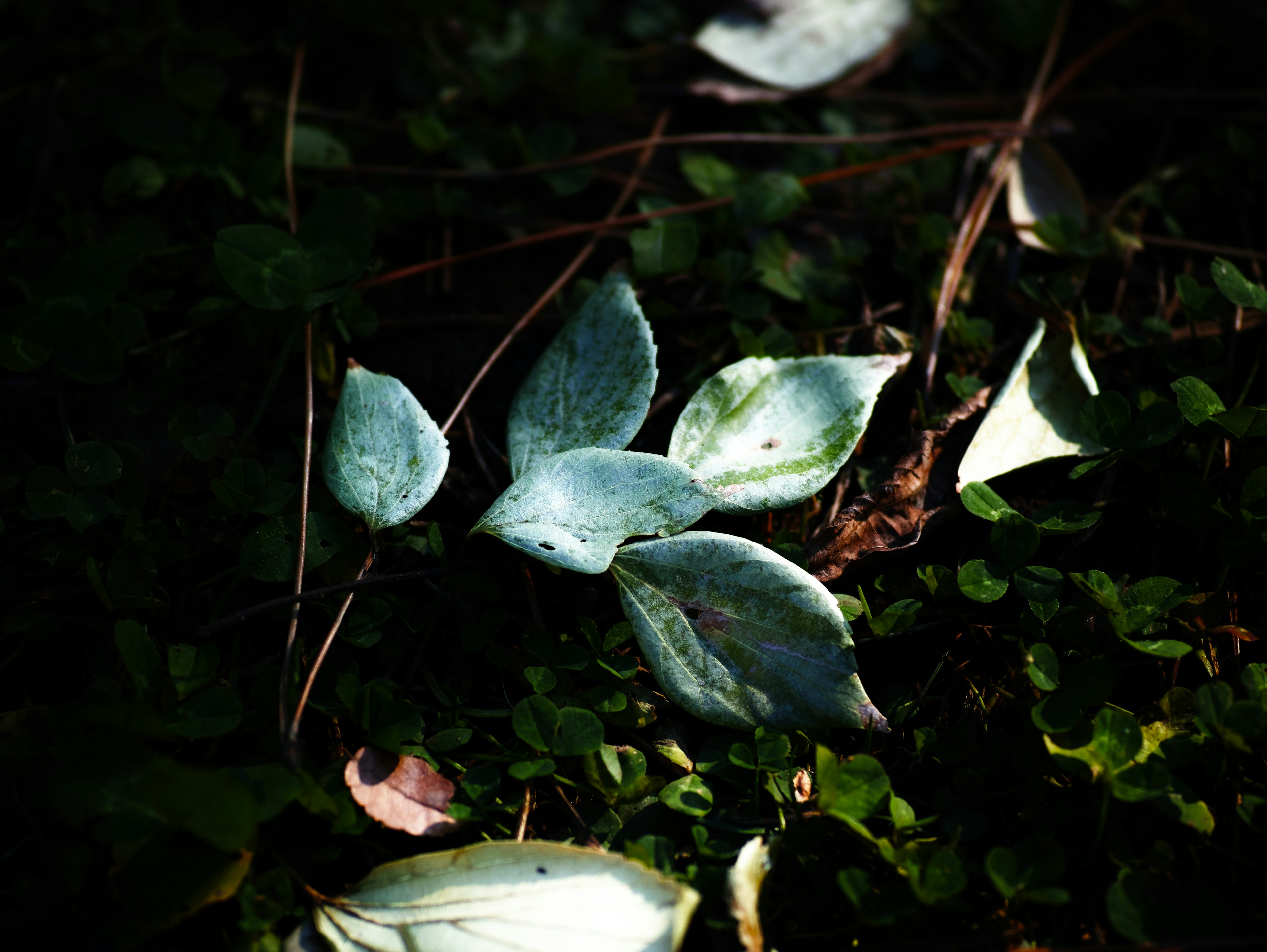 Natural scene featuring green leaves against a dark background