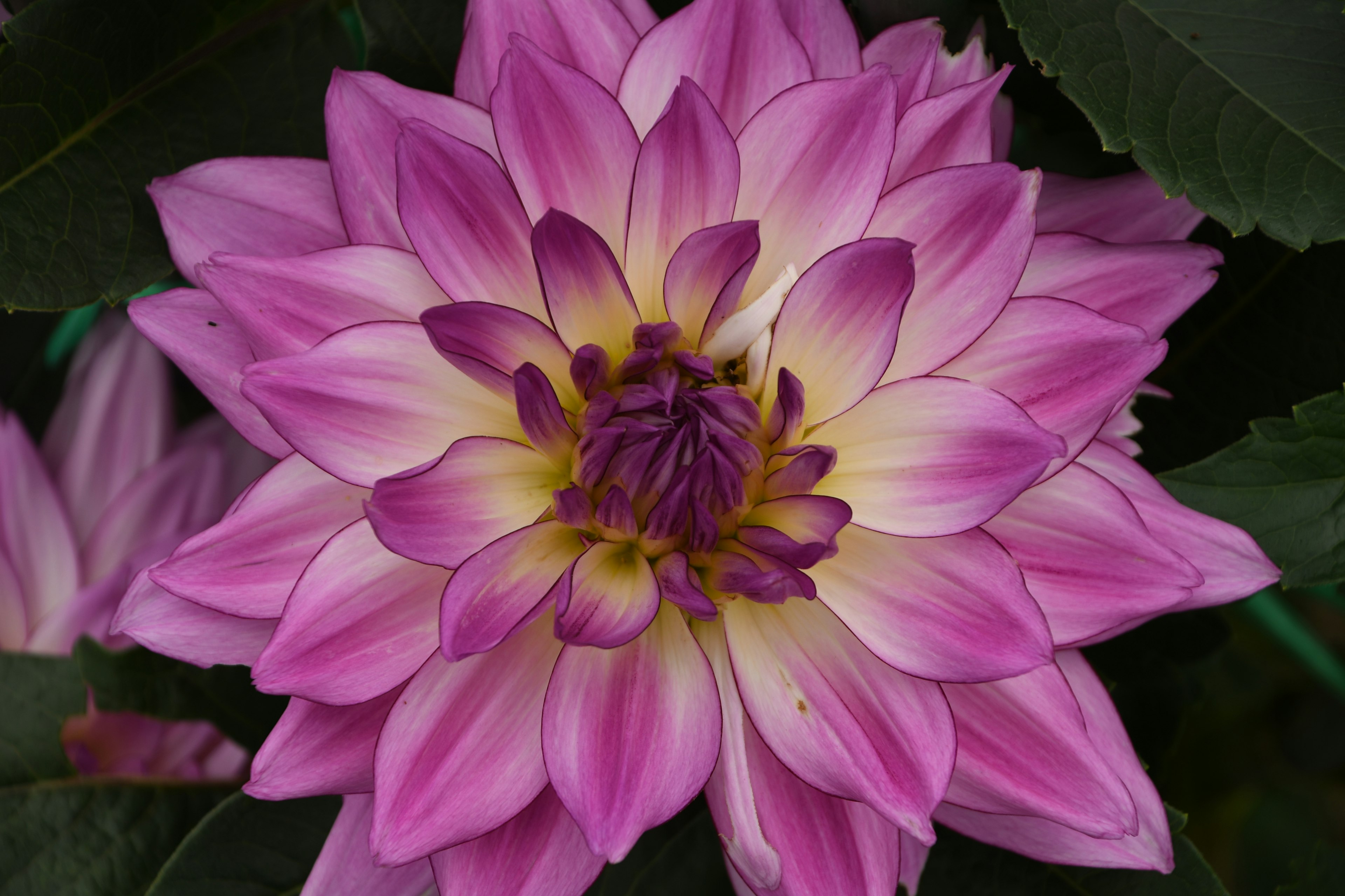 Una hermosa flor rosa en plena floración