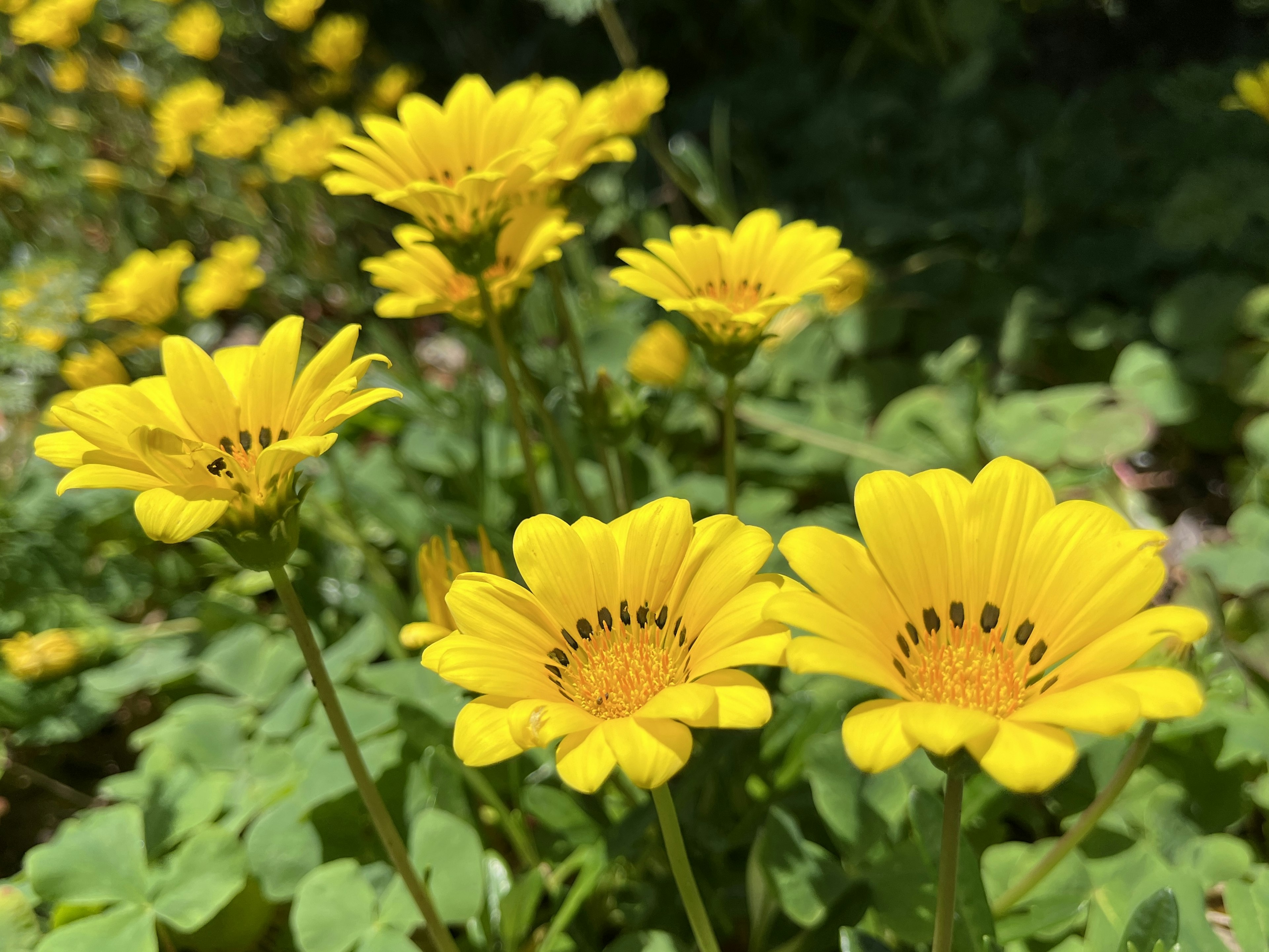 Leuchtend gelbe Blumen blühen mit grünen Blättern im Hintergrund